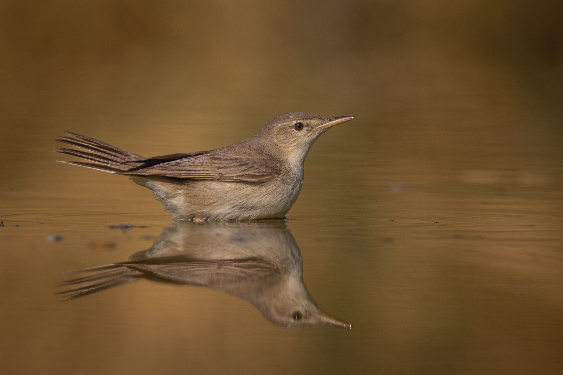Малък маслинов присмехулник/ Eastern olivaceous warbler