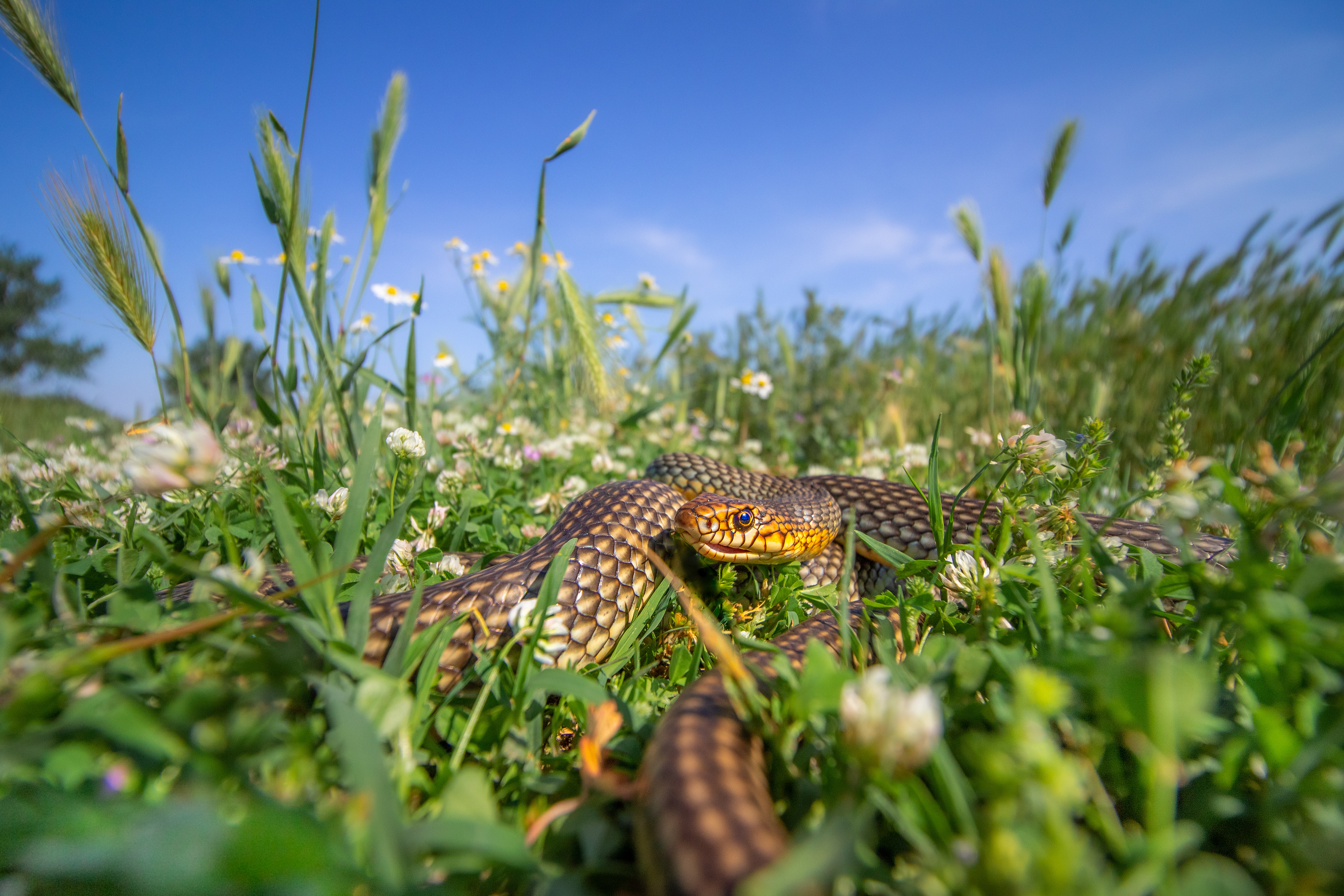 Голям стрелец/ Caspian Whip Snake