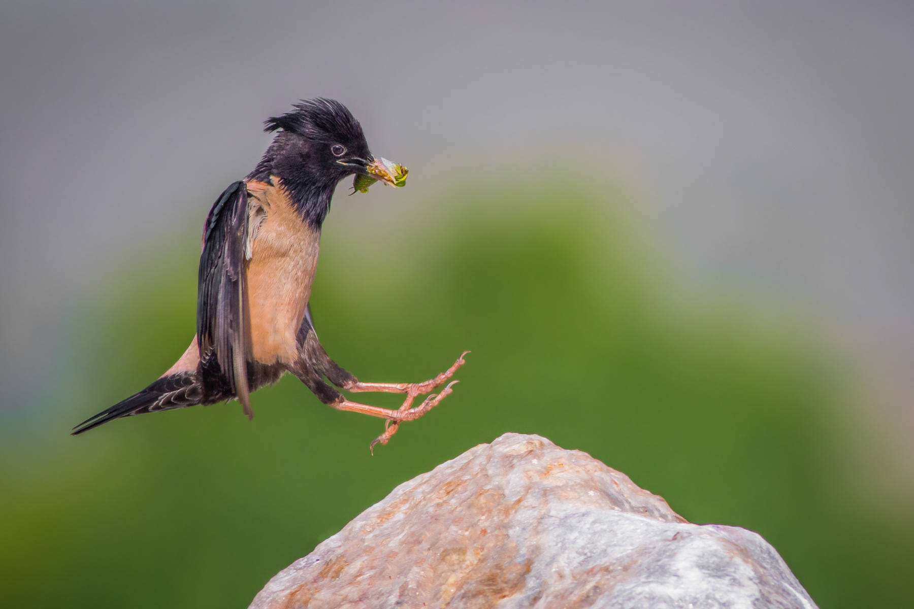 Розов скорeц/ Rose starling