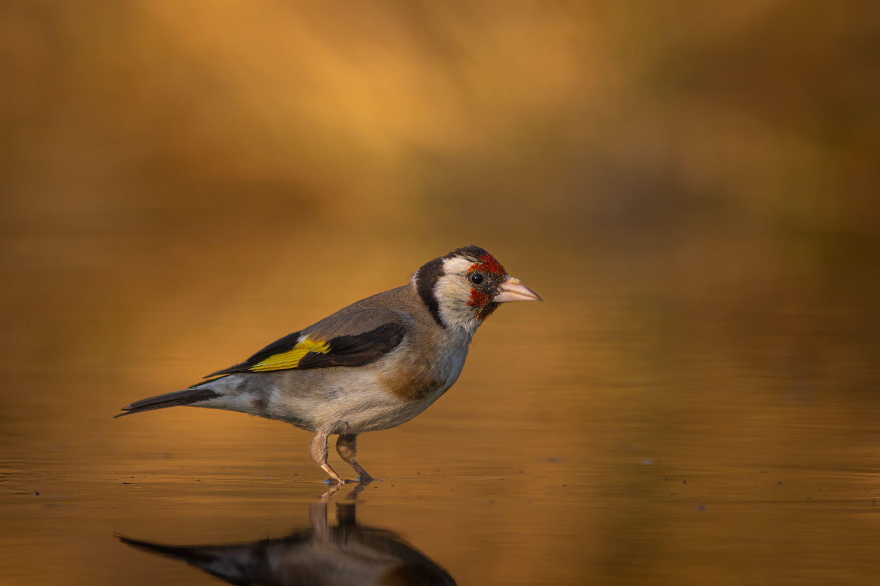 Щиглец/ European goldfinch