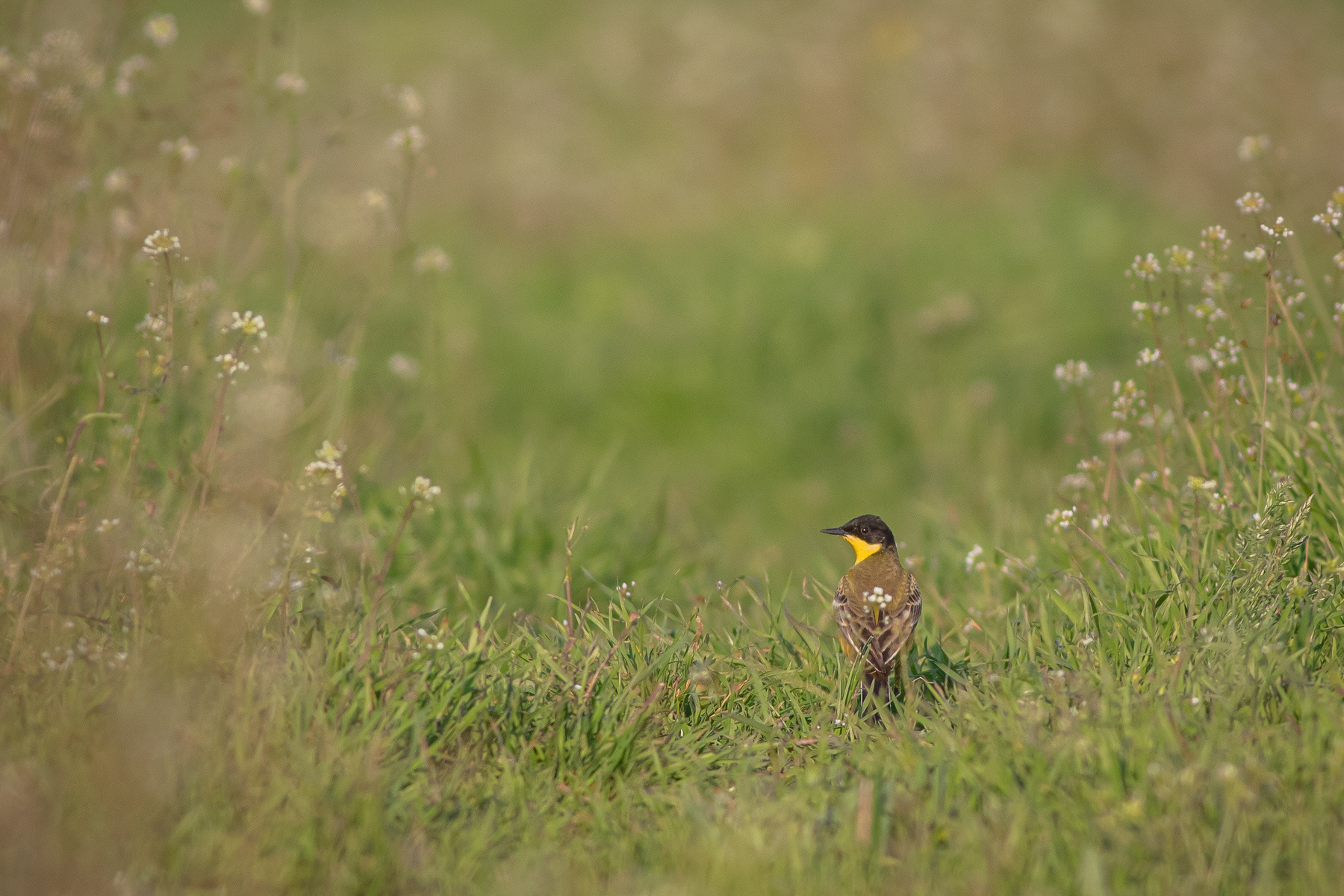 Жълта стърчиопашка/ Western yellow wagtail