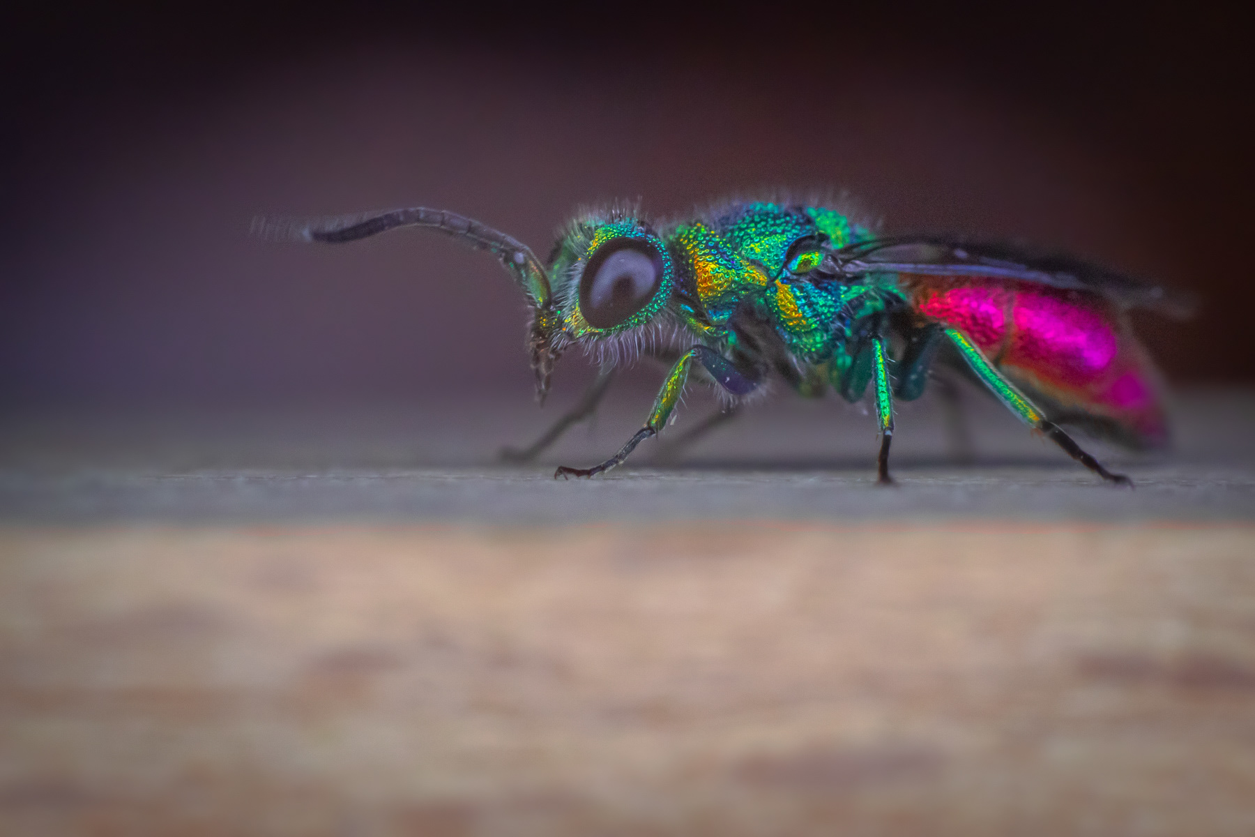 Chrysisi sp. "ignita" group