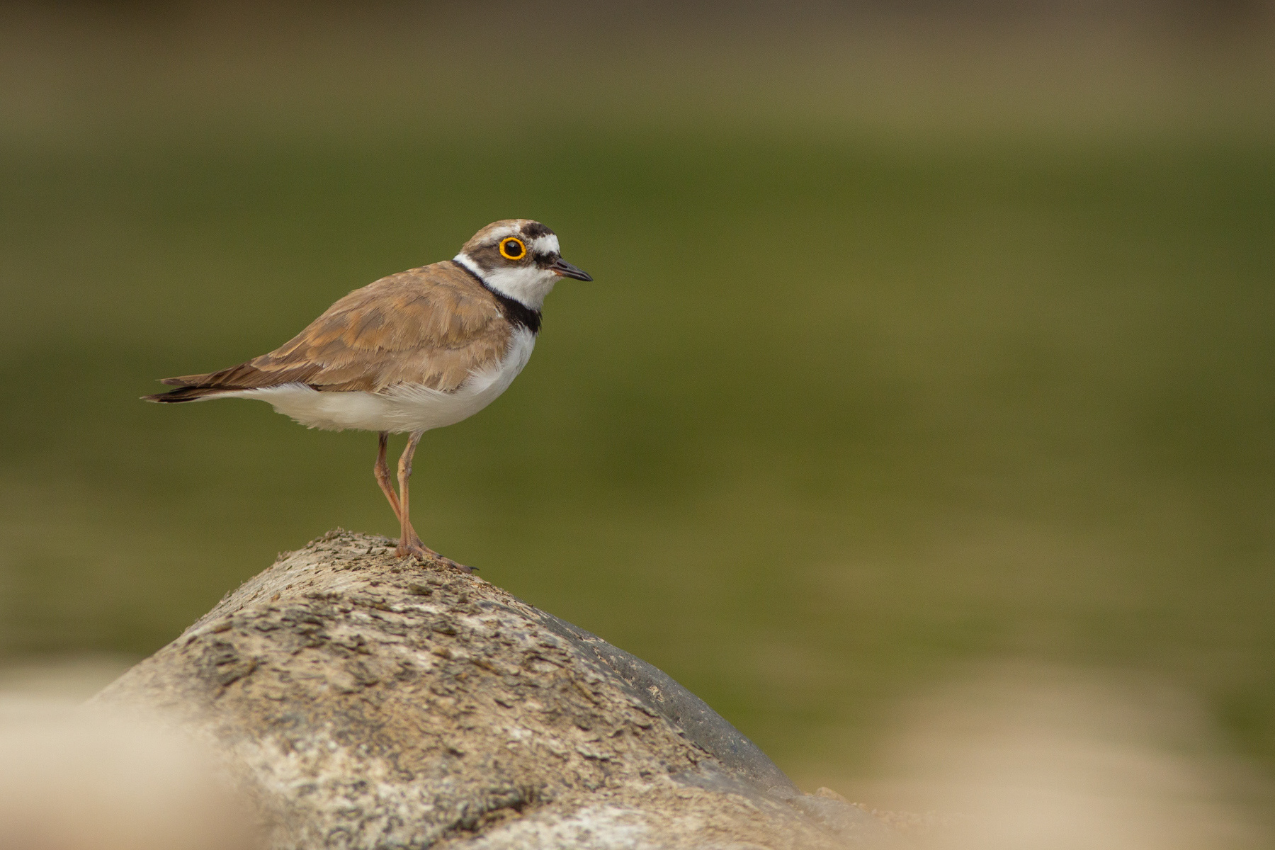 Речен дъждосвирец/ Little ringed plover
