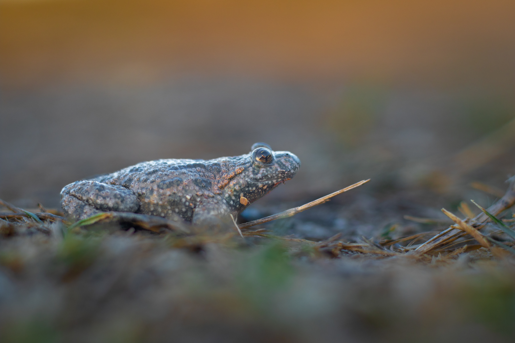 Червенокоремна бумка/ Fire-bellied toad