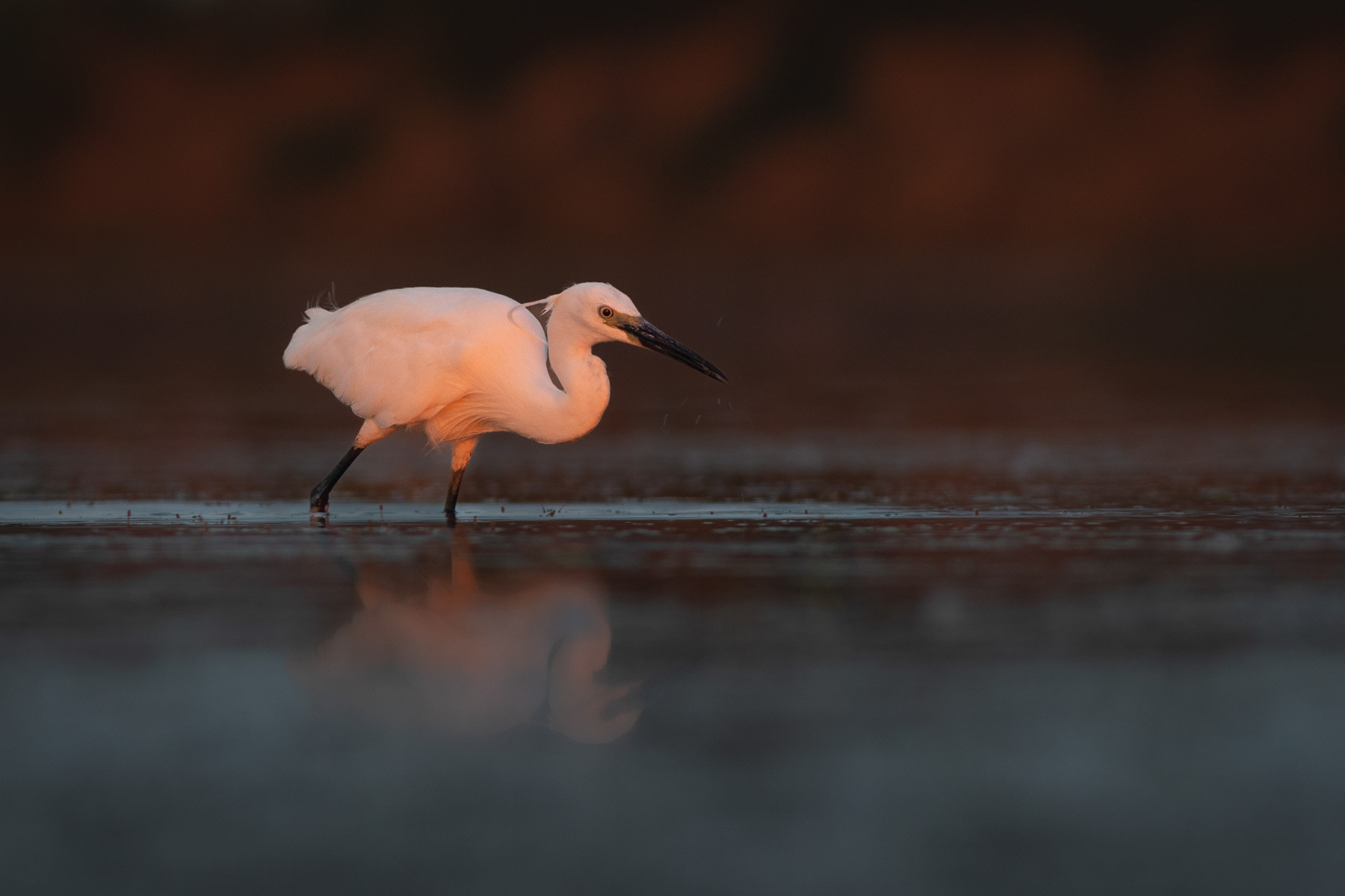 Малка бяла чапла/ Little egret