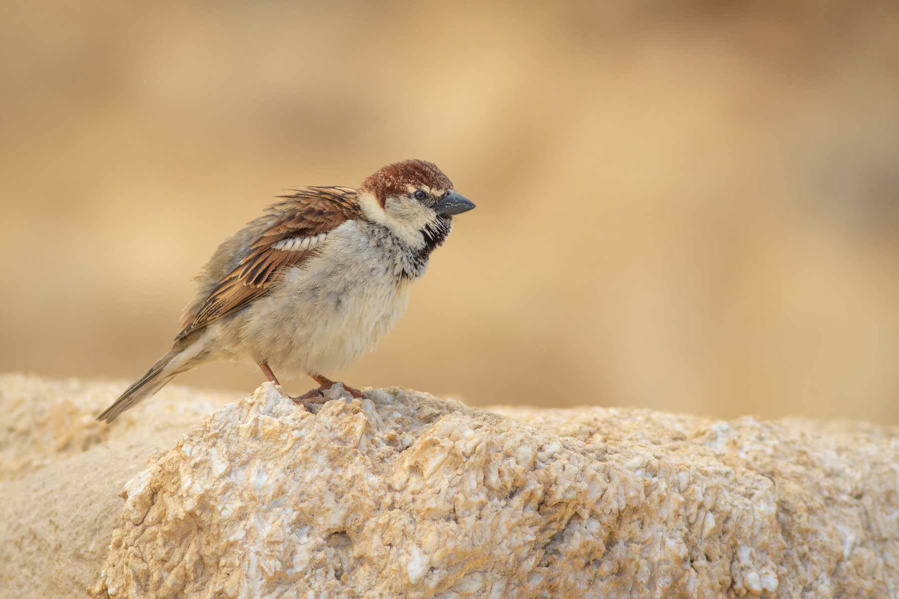 Италианско врабче/ Italian sparrow