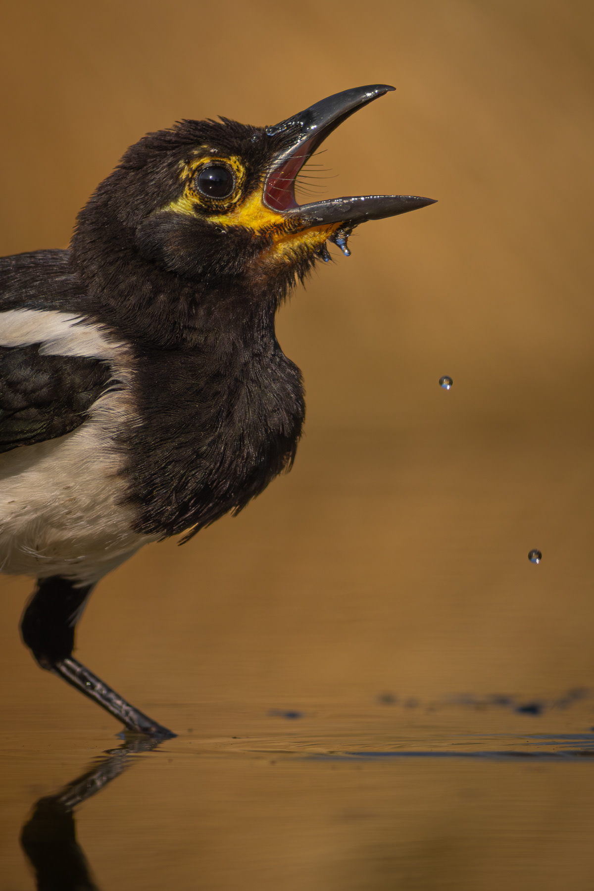 Сврака/ Eurasian magpie