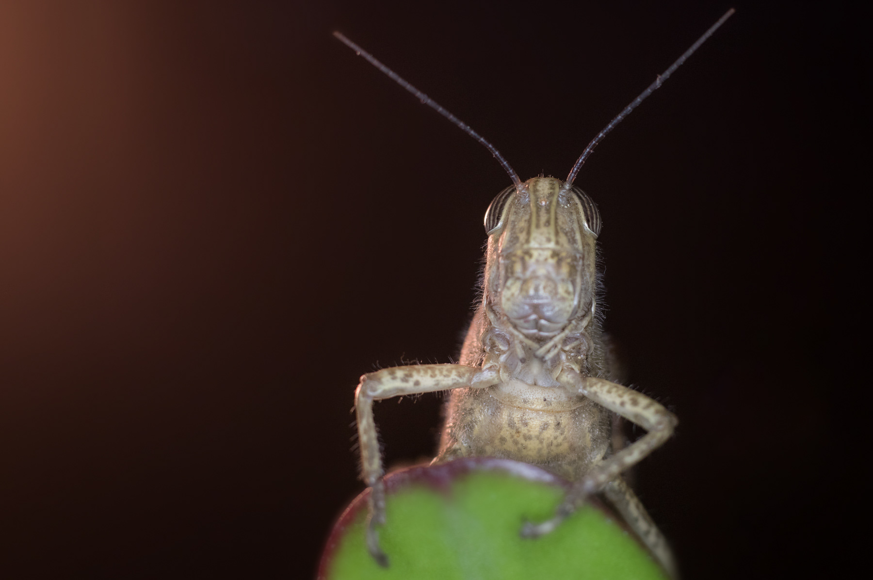 Египедски скакалец/ Egyptian grasshopper