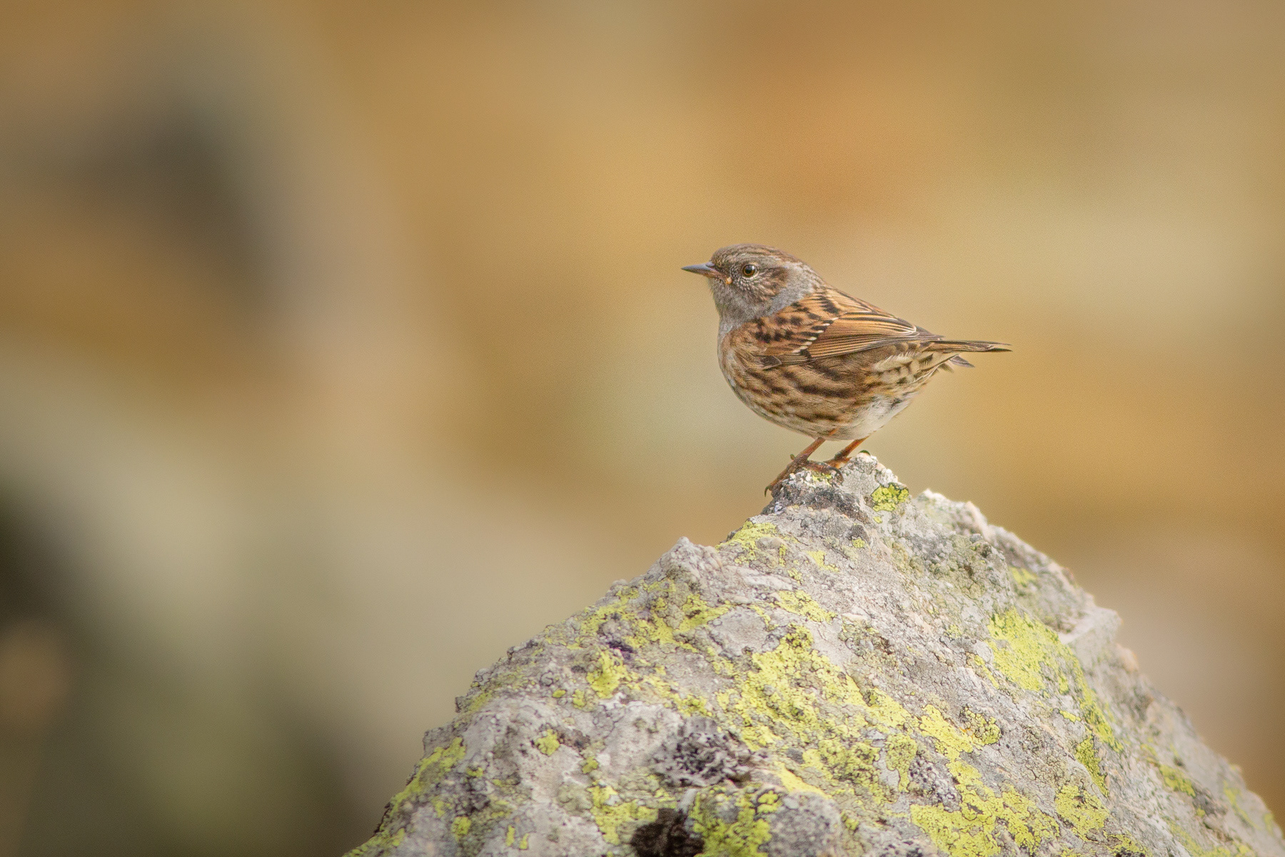 Сивогуша завирушка/ Dunnock