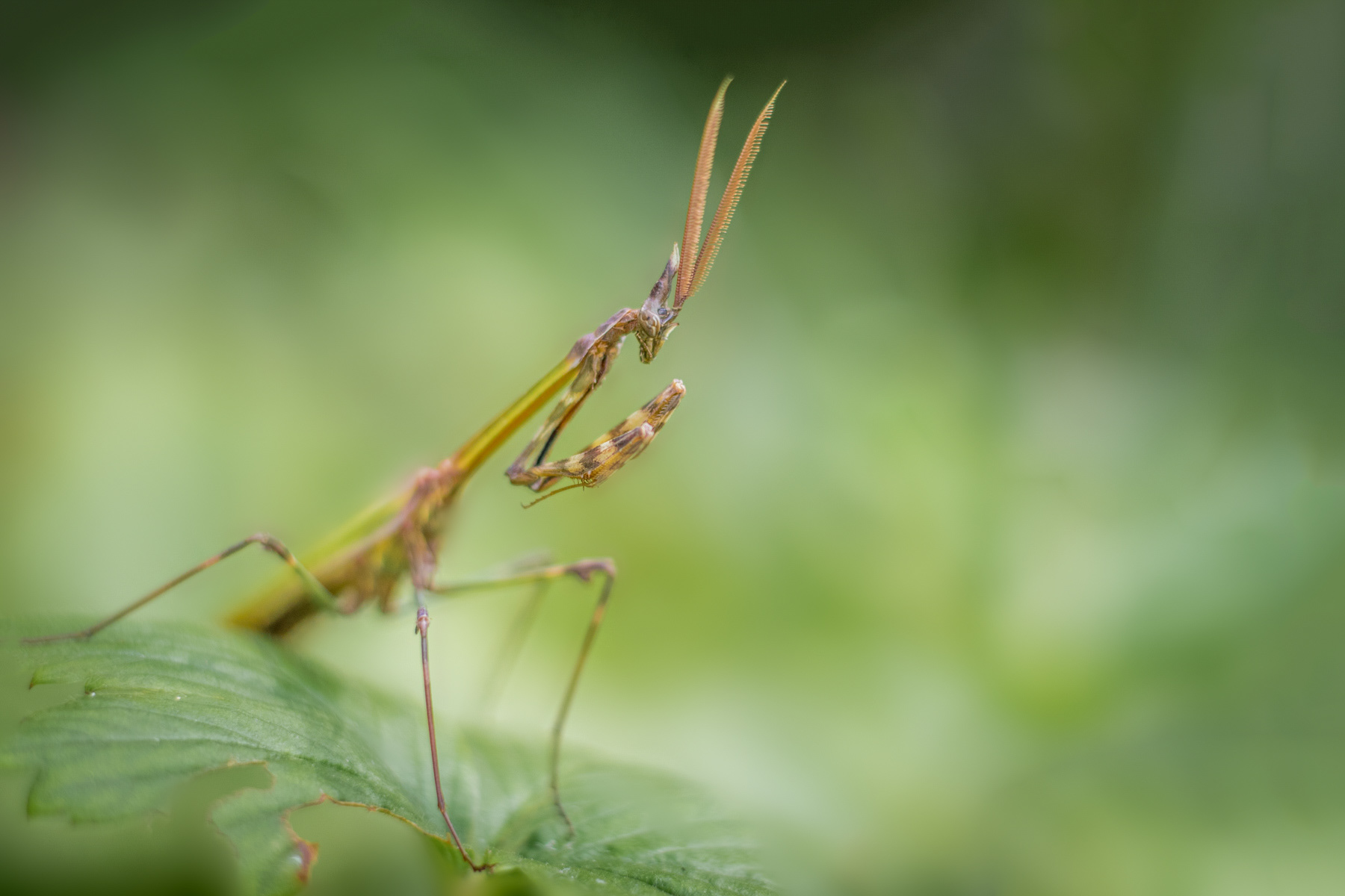 Empusa fasciata