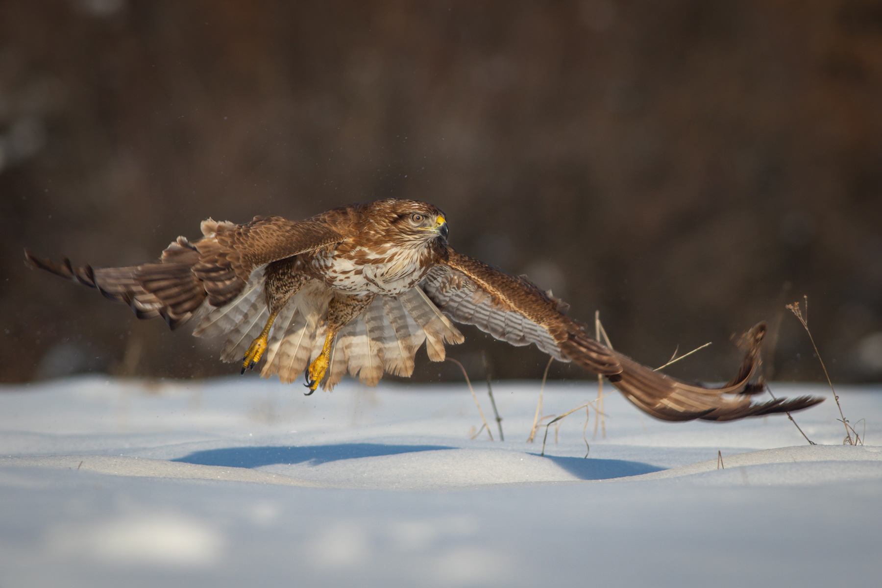 Обикновен мишелов/ Common buzzard