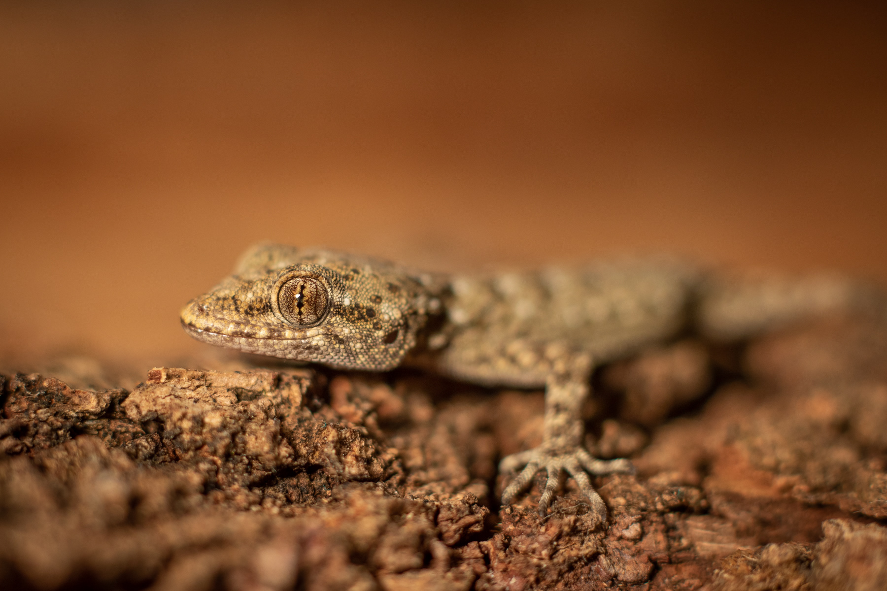 Балкански гекон/ Kotschy's gecko