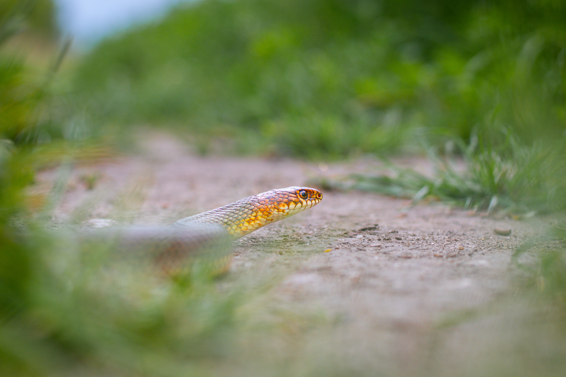Голям стрелец/ Caspian Whip Snake