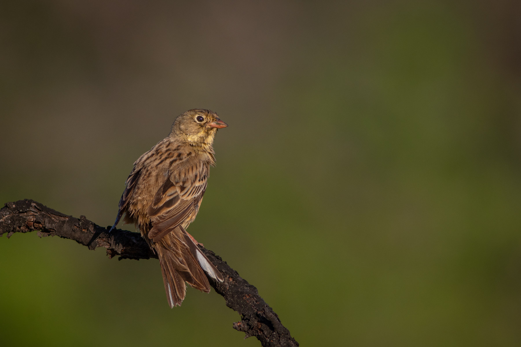 Градинска овесарка/ Ortolan bunting