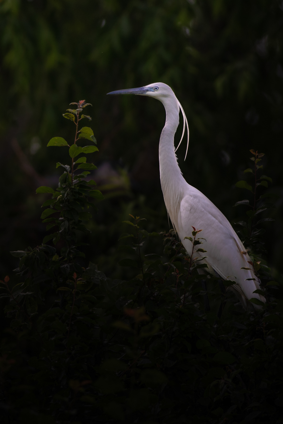 Малка бяла чапла/ Little egret
