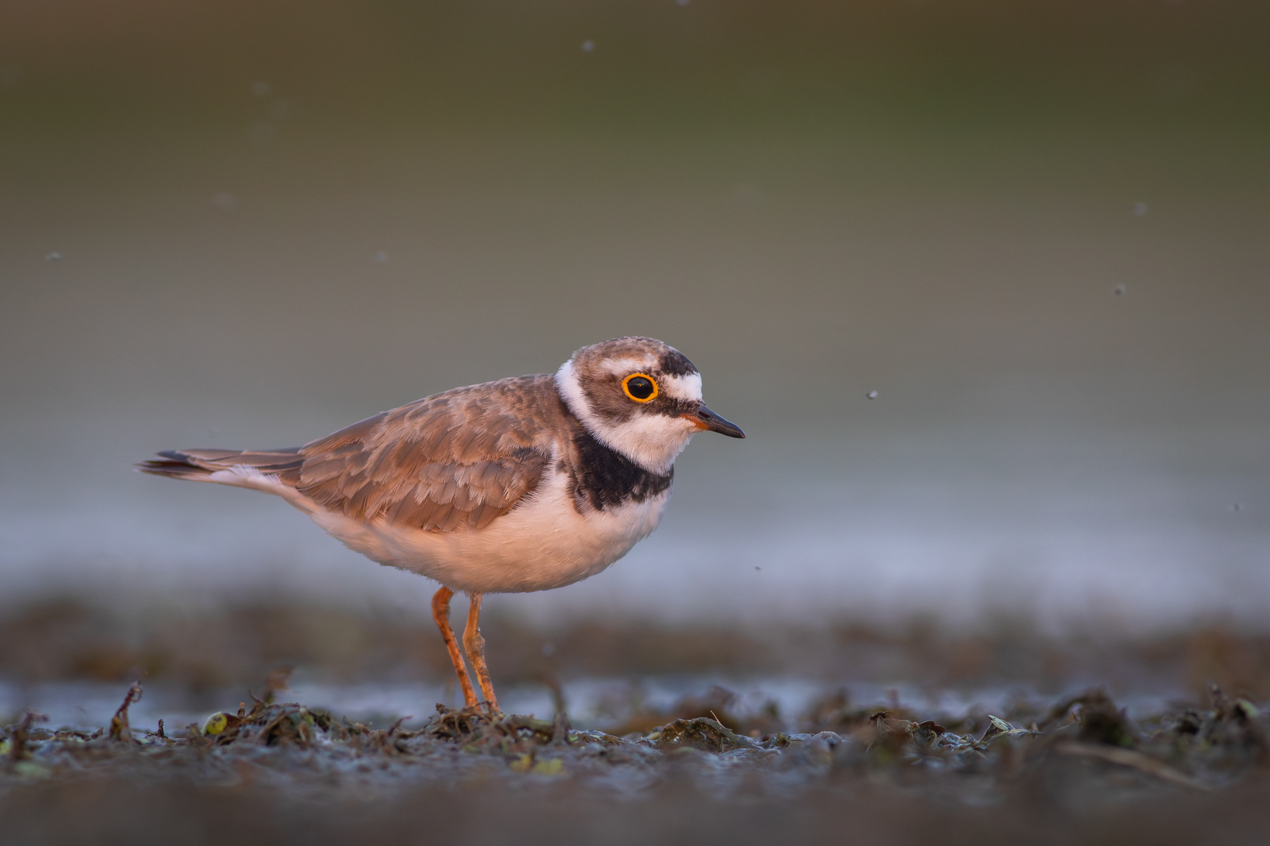 Речен дъждосвирец/ Little ringed plover