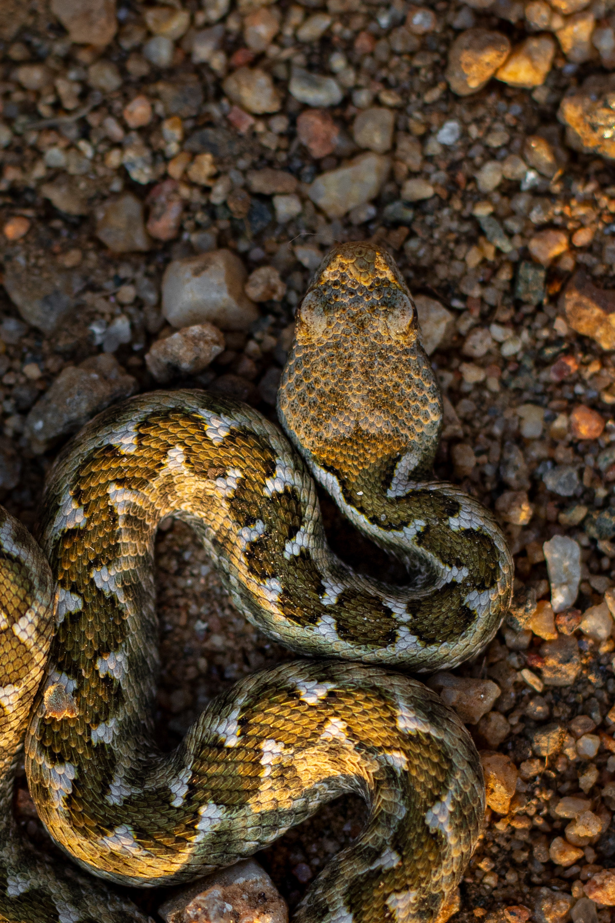 Пепелянка/ Nose-horned Viper
