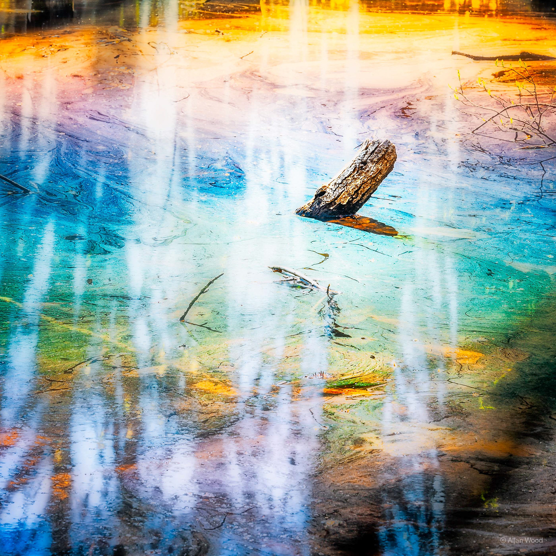 Iridescent Swamp