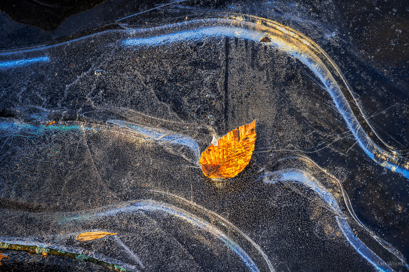 Leaf and Curves