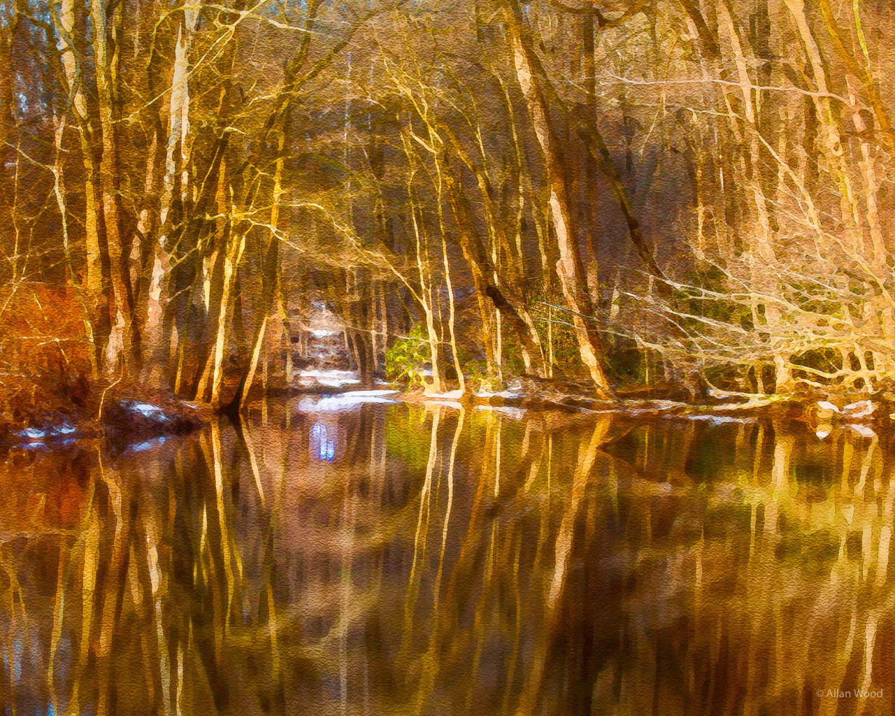 Woodland Reflections