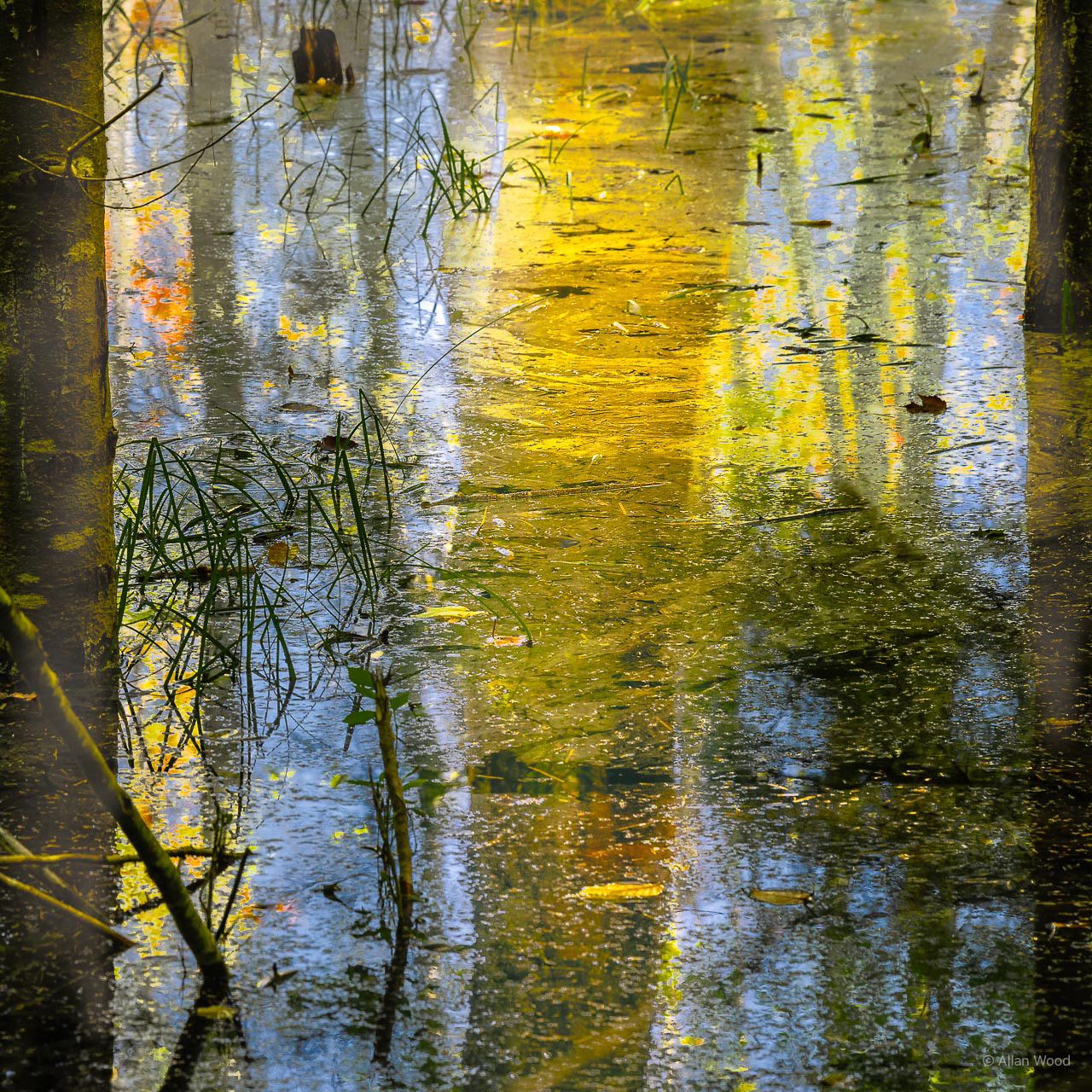 Arcadia Swamp