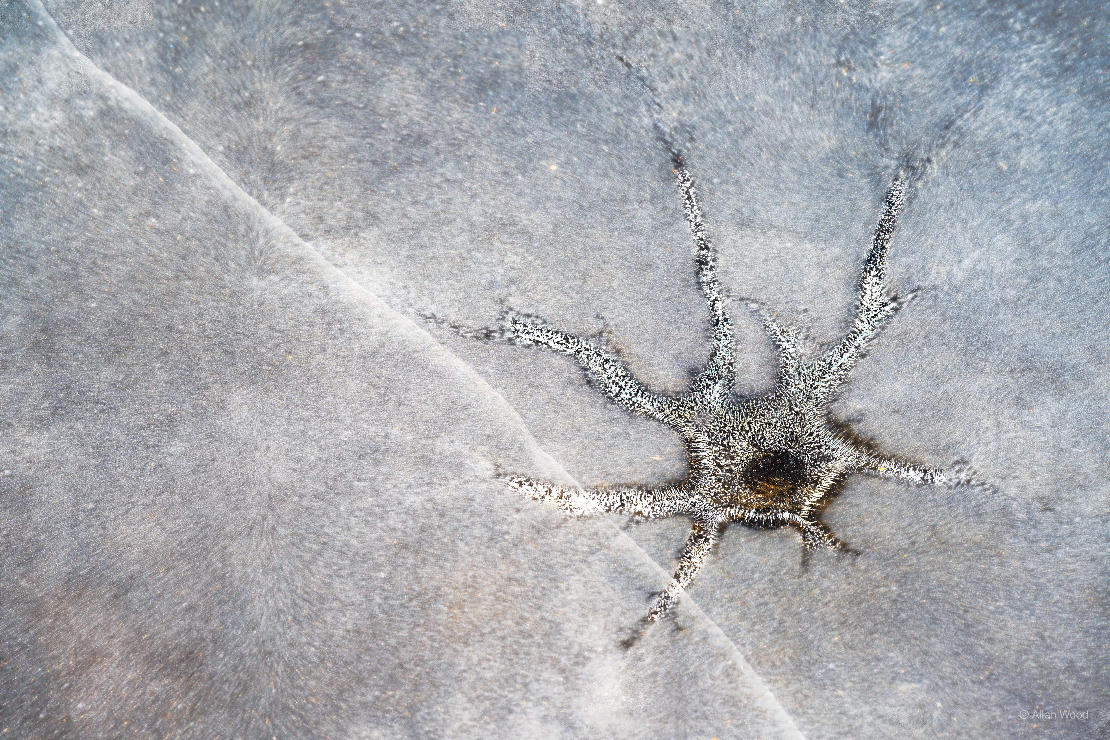Dendritic