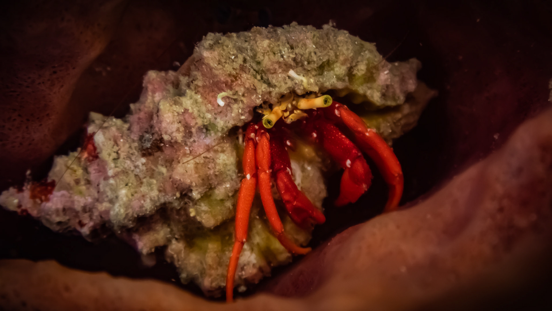 Bernard l'ermite rouge