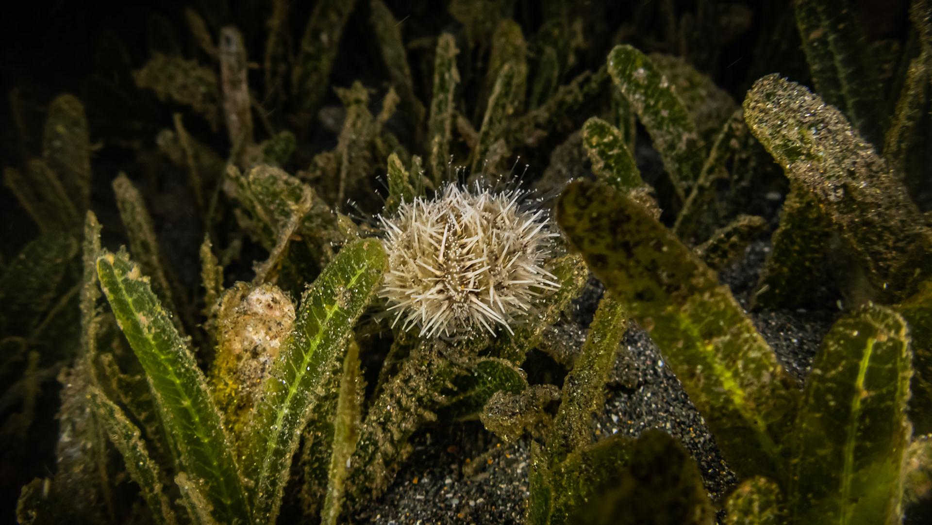 Oursin Blanc Variable