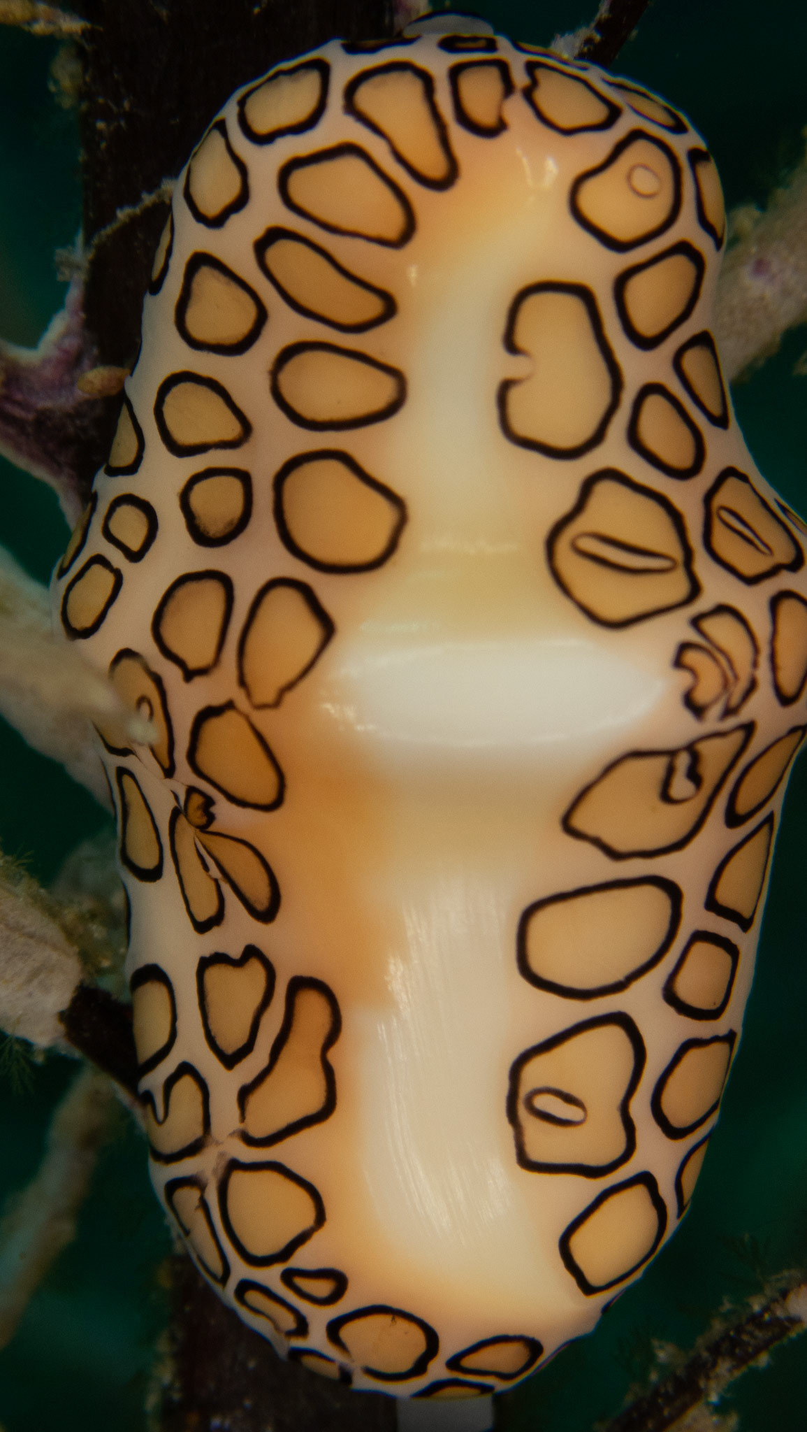 Monnaie Caraibe à Ocelles