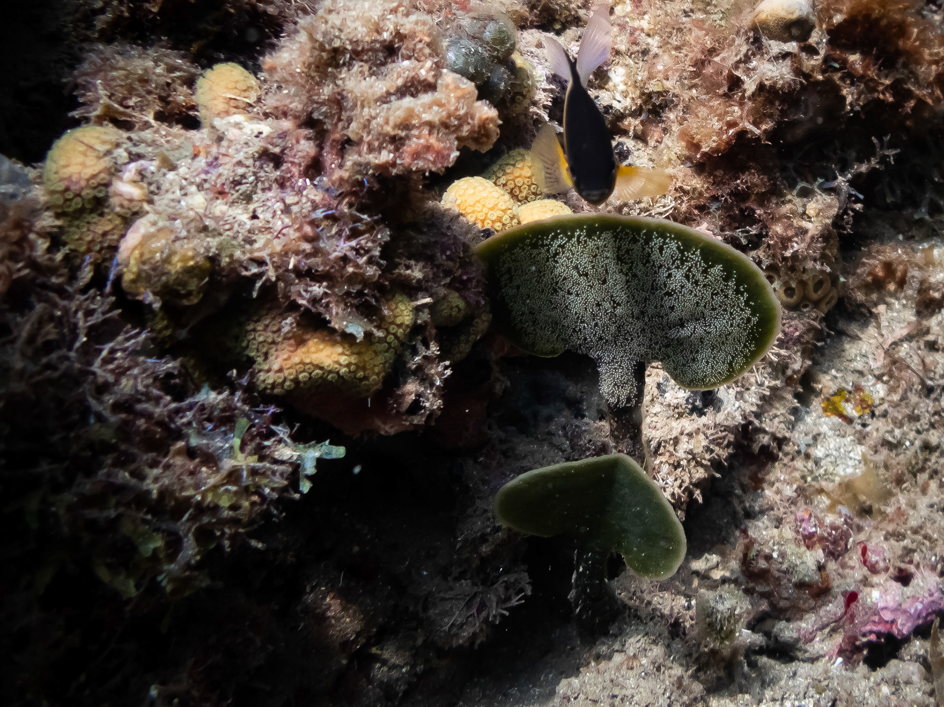 Ponte de Demoiselle Bicolore