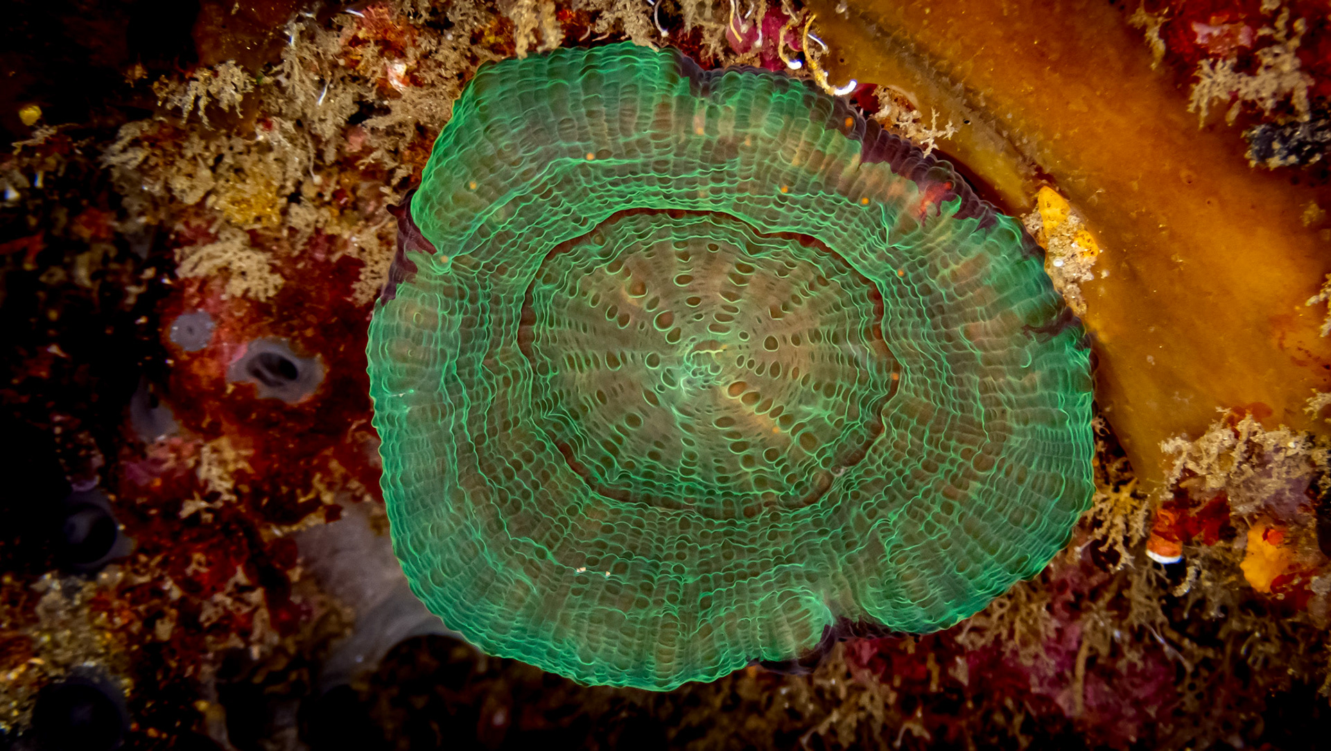 Corail Solitaire de Wells