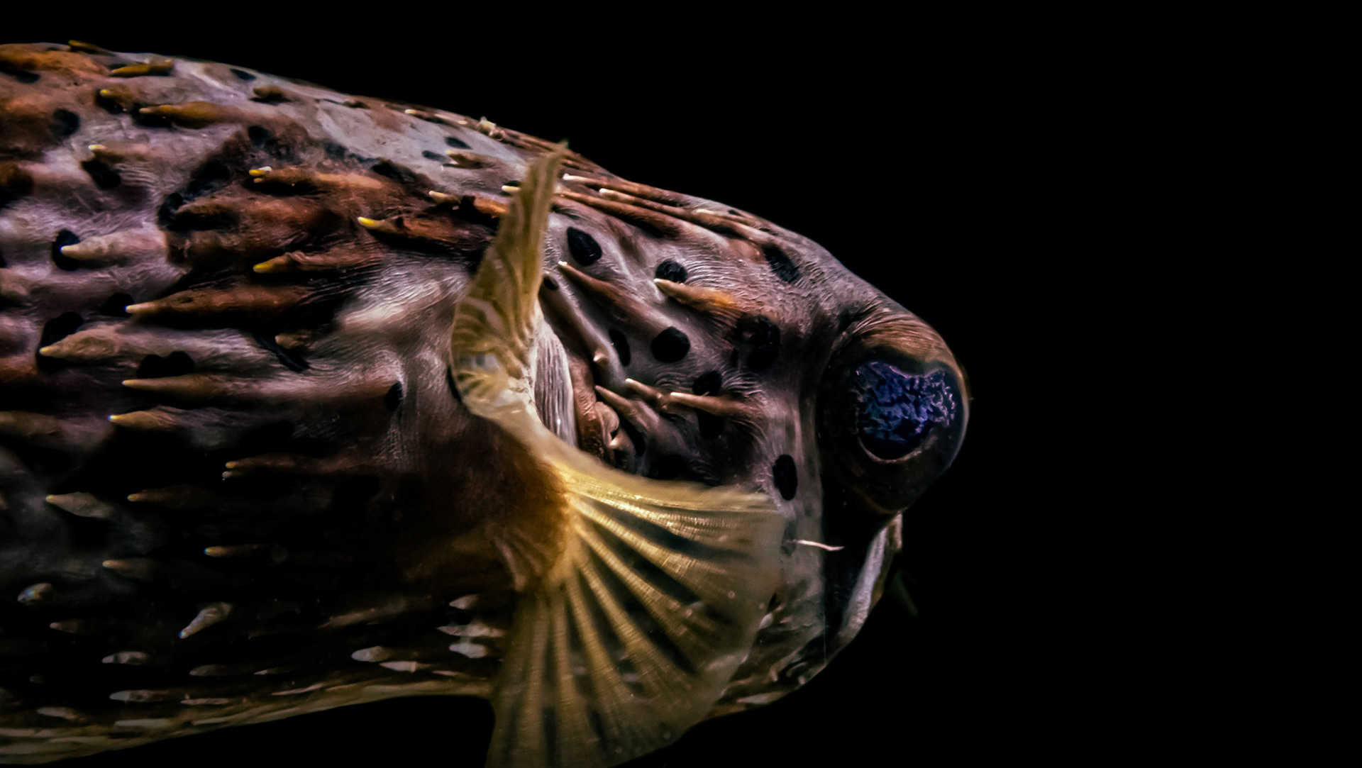 Porc-Épic Ballon