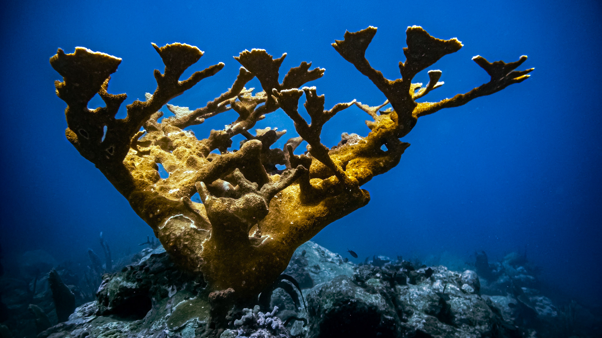 Corailm corne d'élan