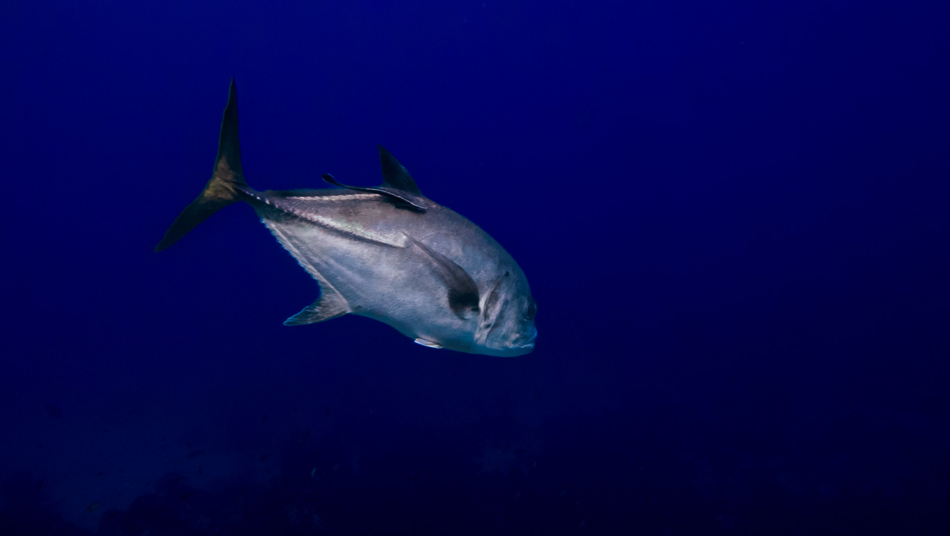 Carangue à gros yeux