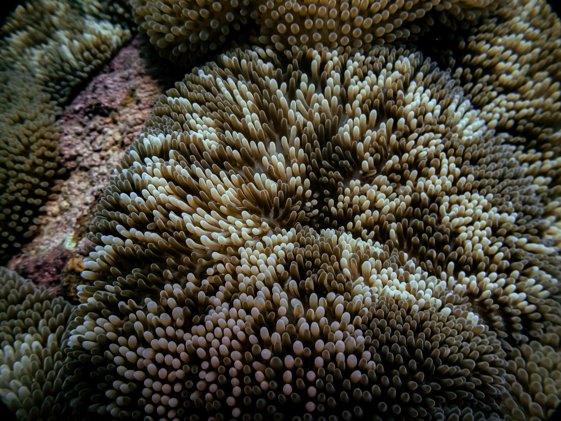 Anémone Soleil