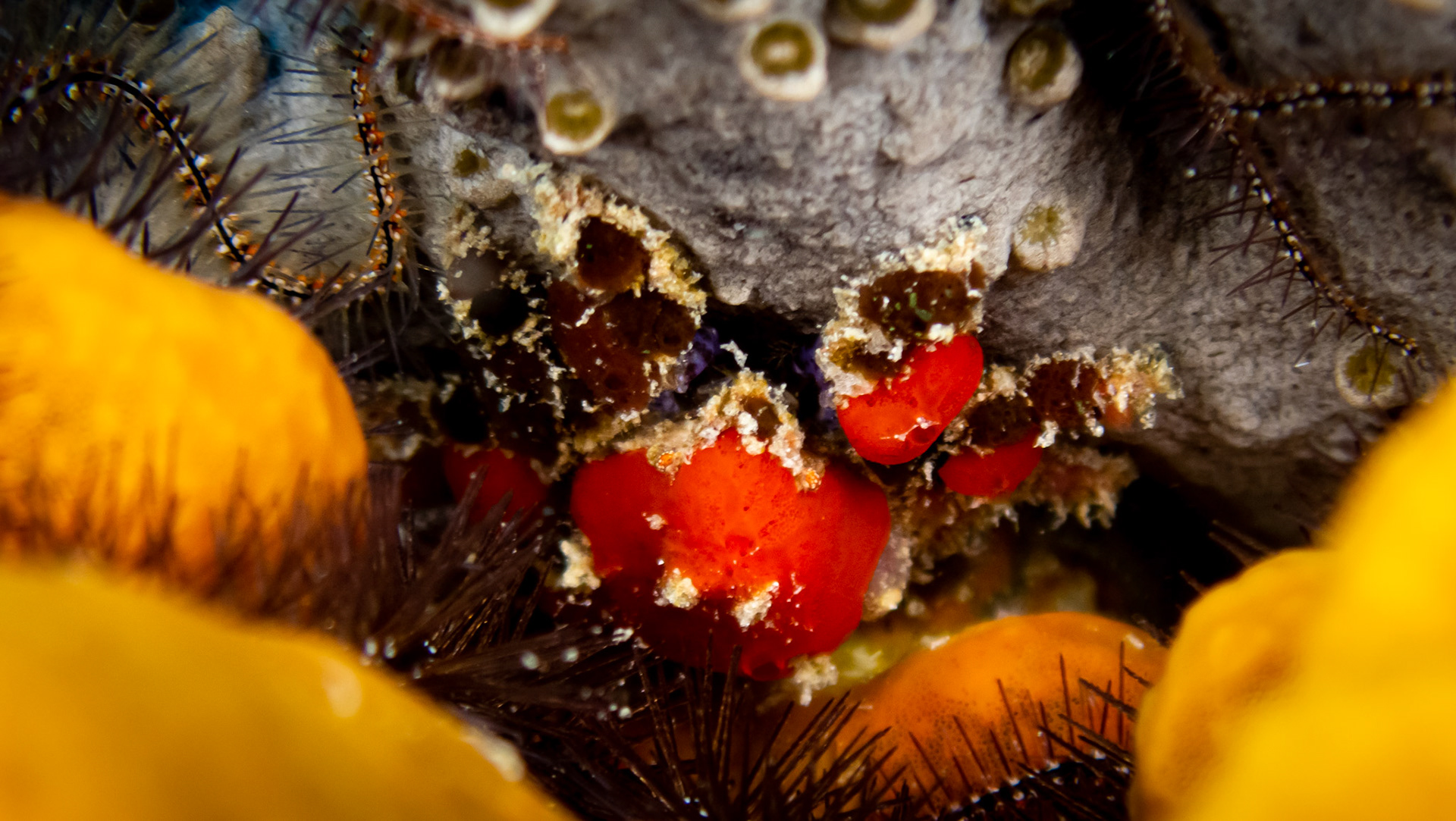 Crabe araignée décorateur