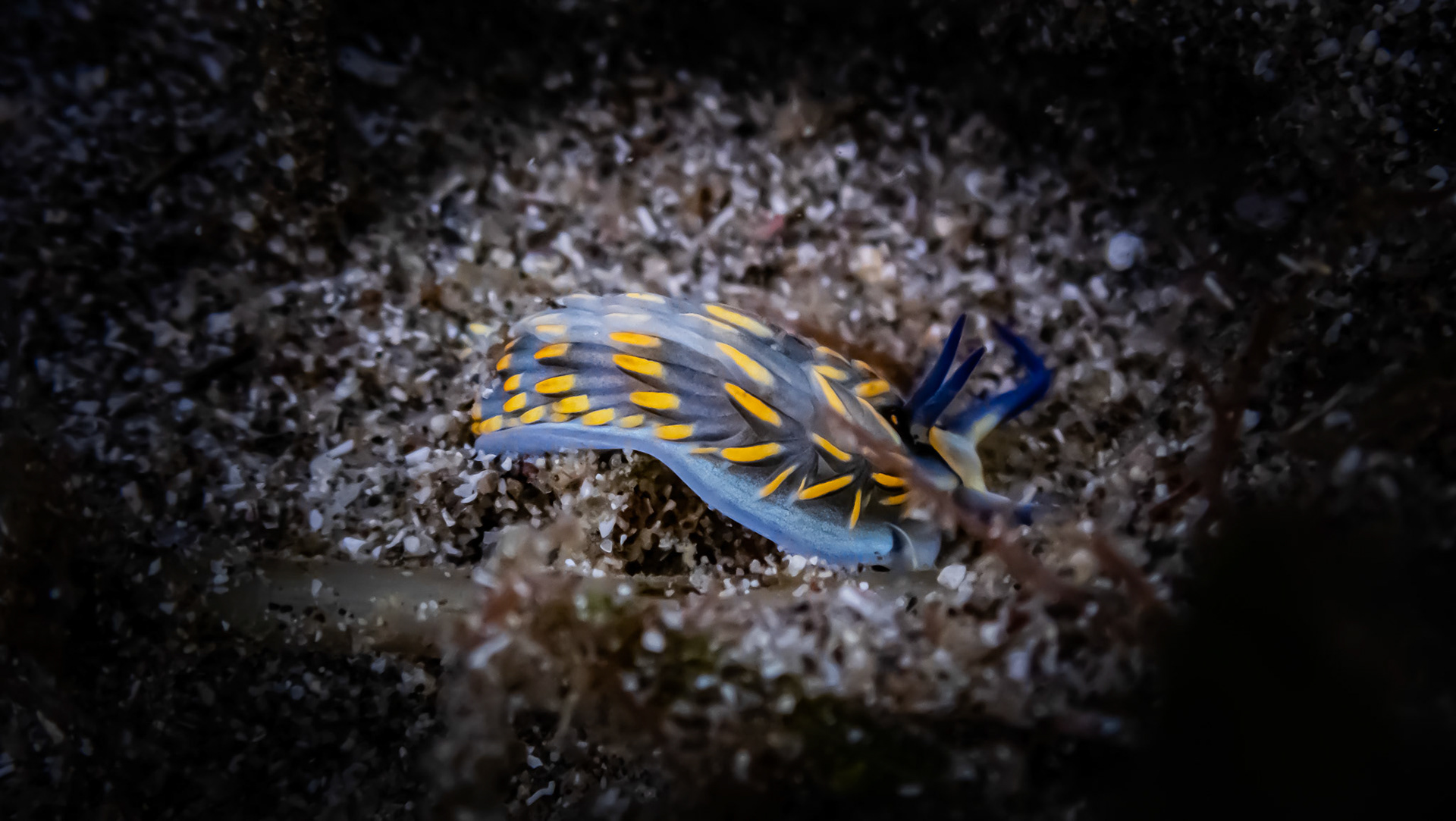 Cerberille à Franges Dorées