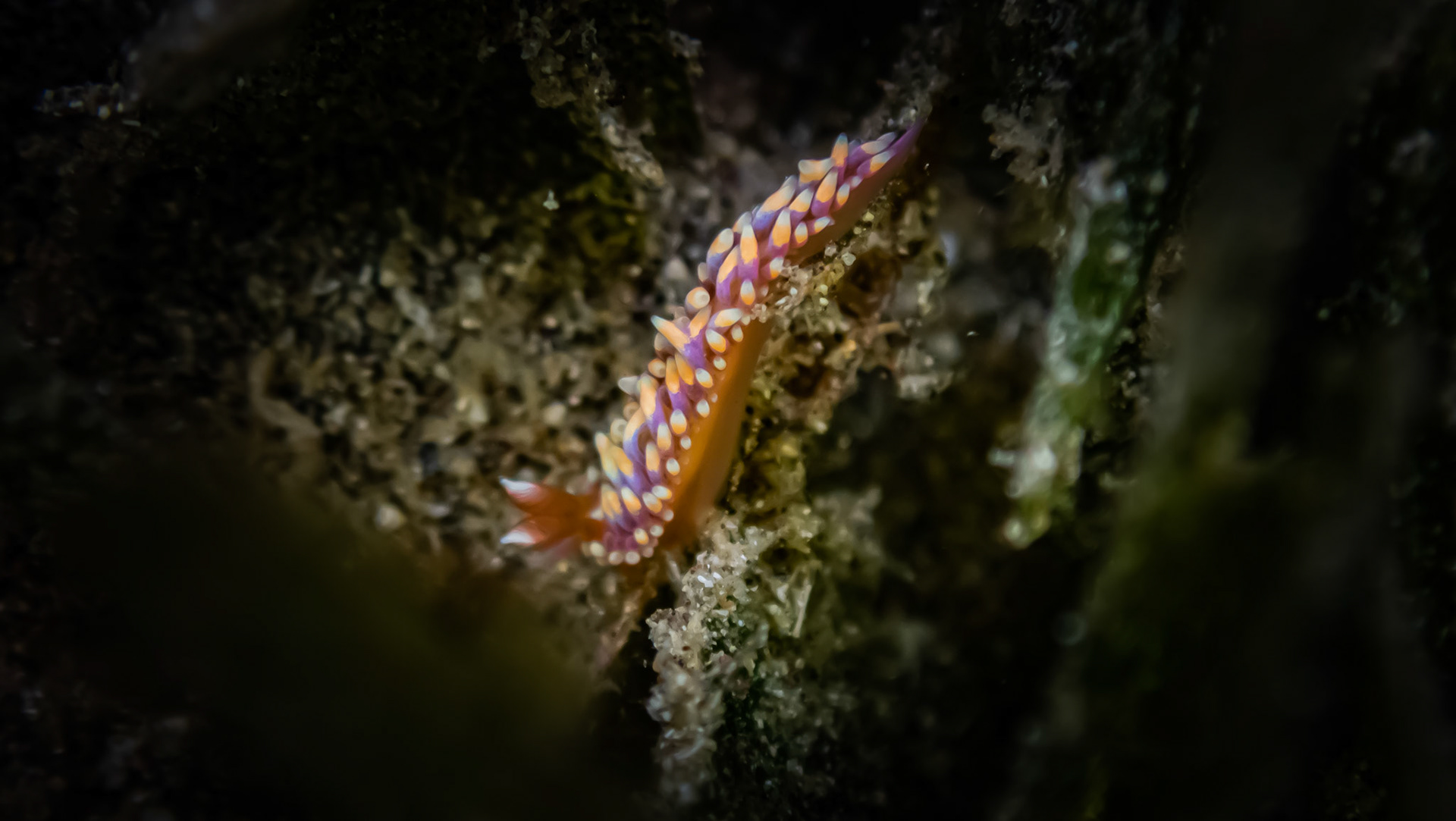 Nudibranche