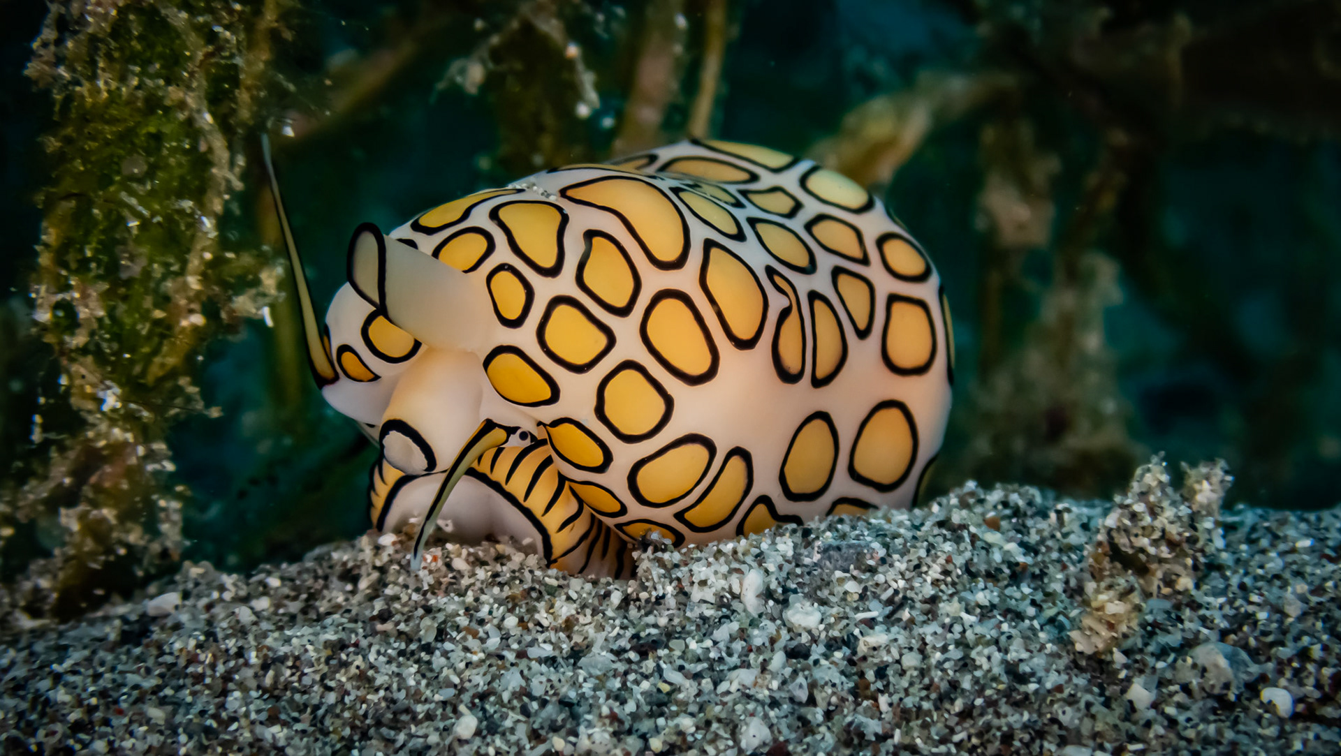 Monnaie Caraibe à Ocelles