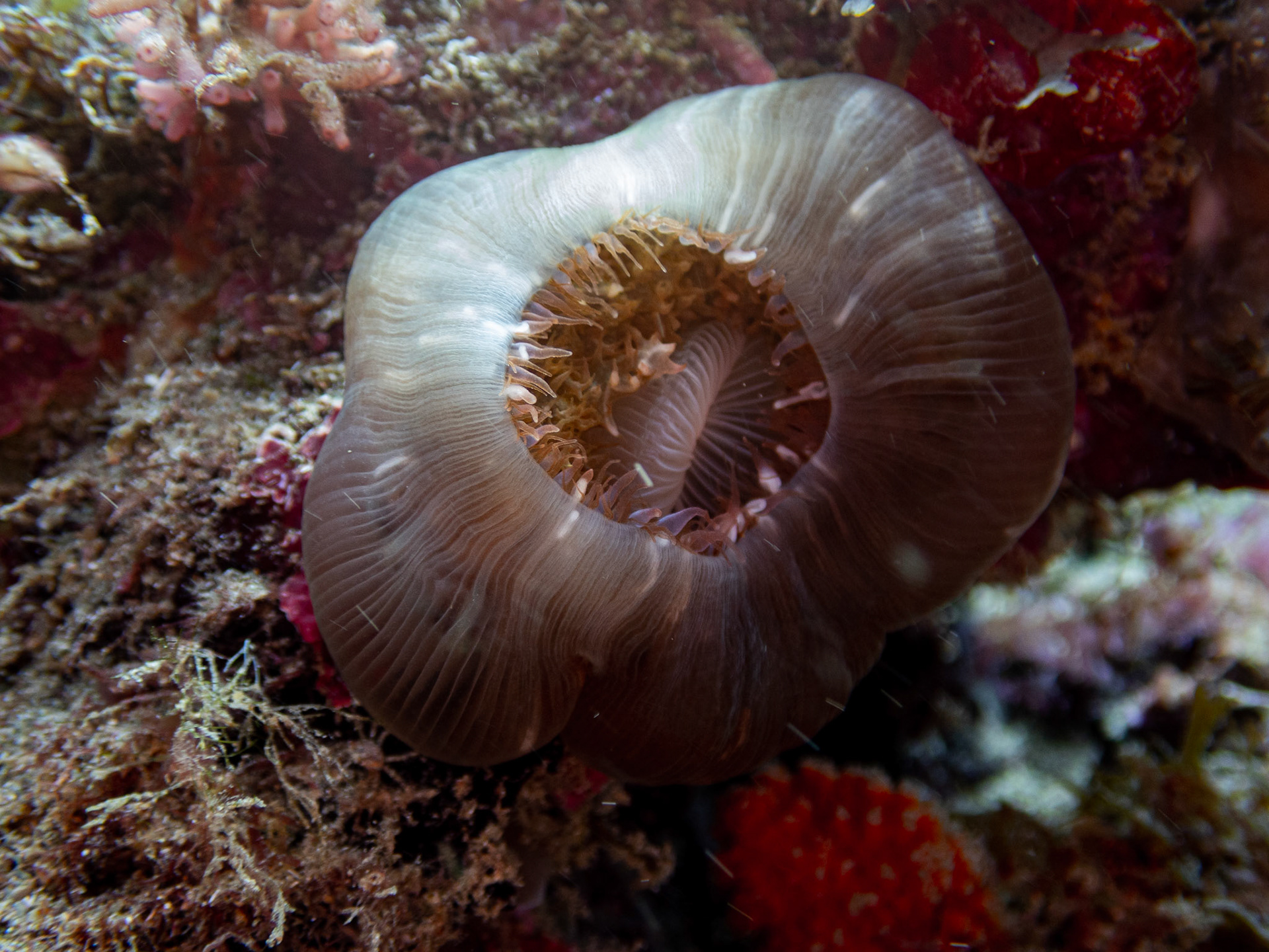 Corallimorphaire Verruqueux