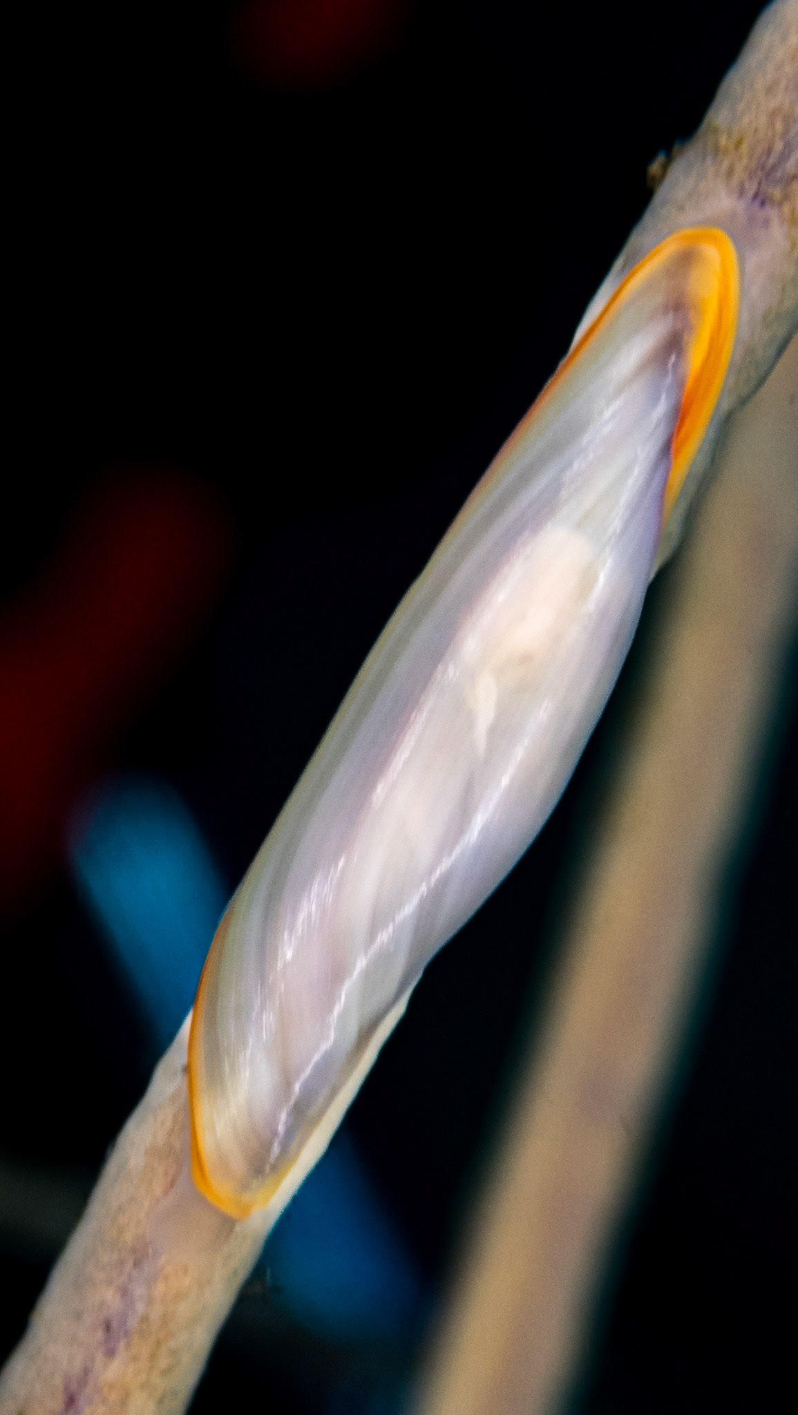 Simnia des Bahamas juvénile