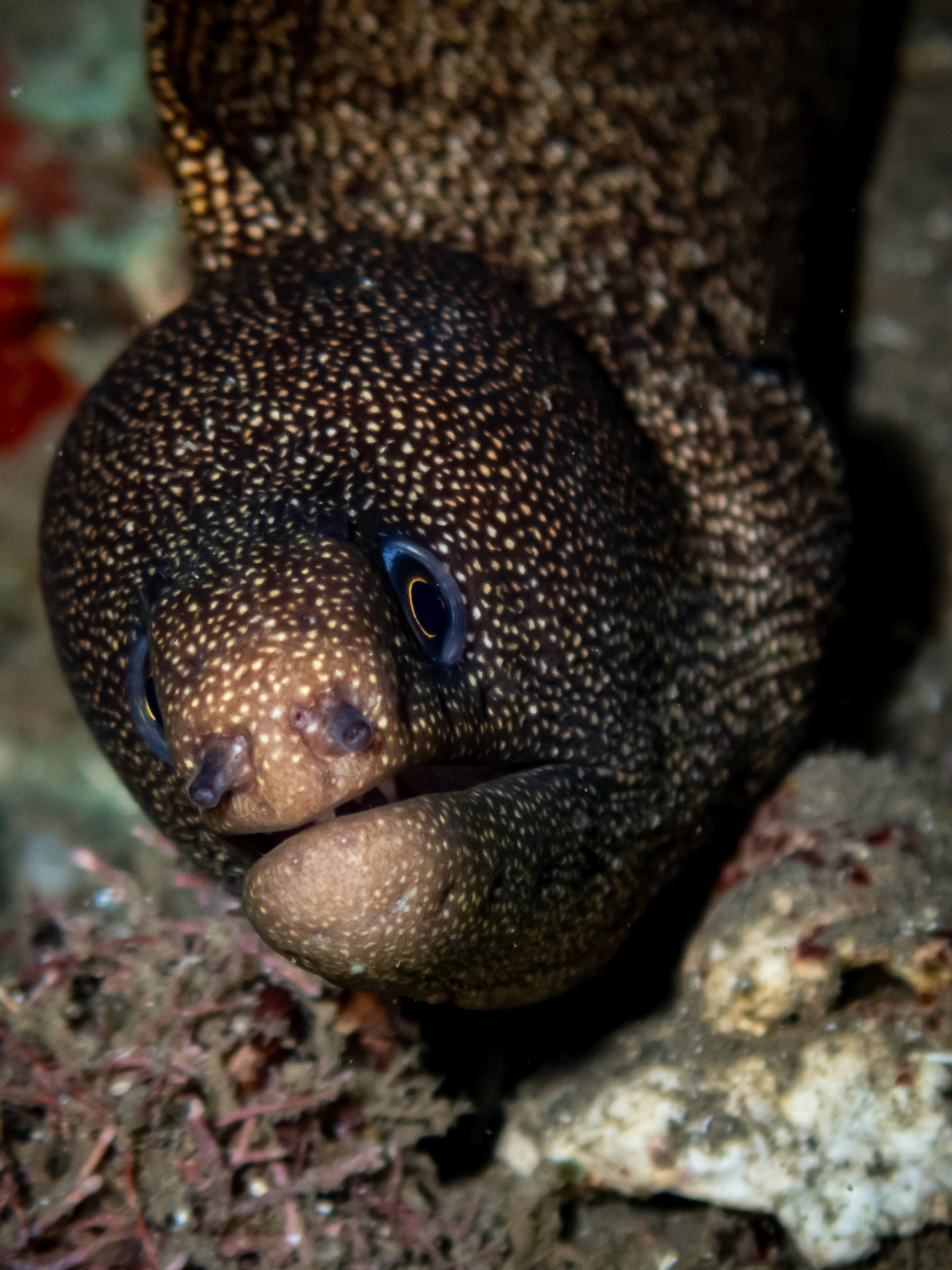 Murène dorée (Porcelaine)