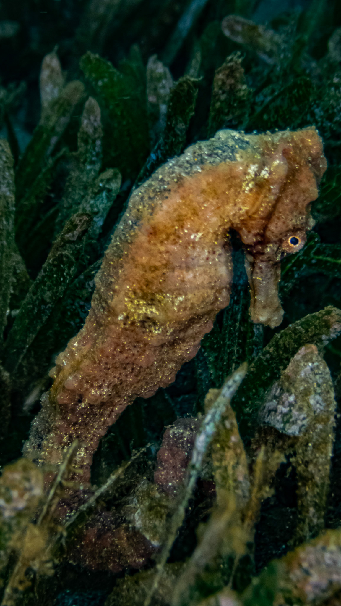 Hippocampe