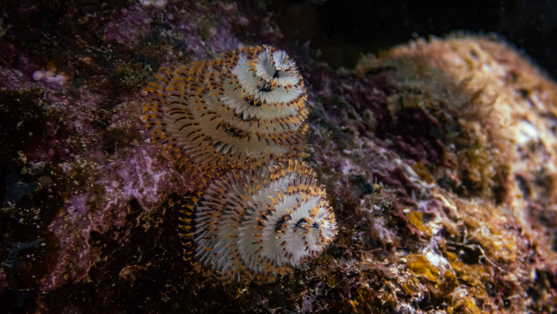 Serpule