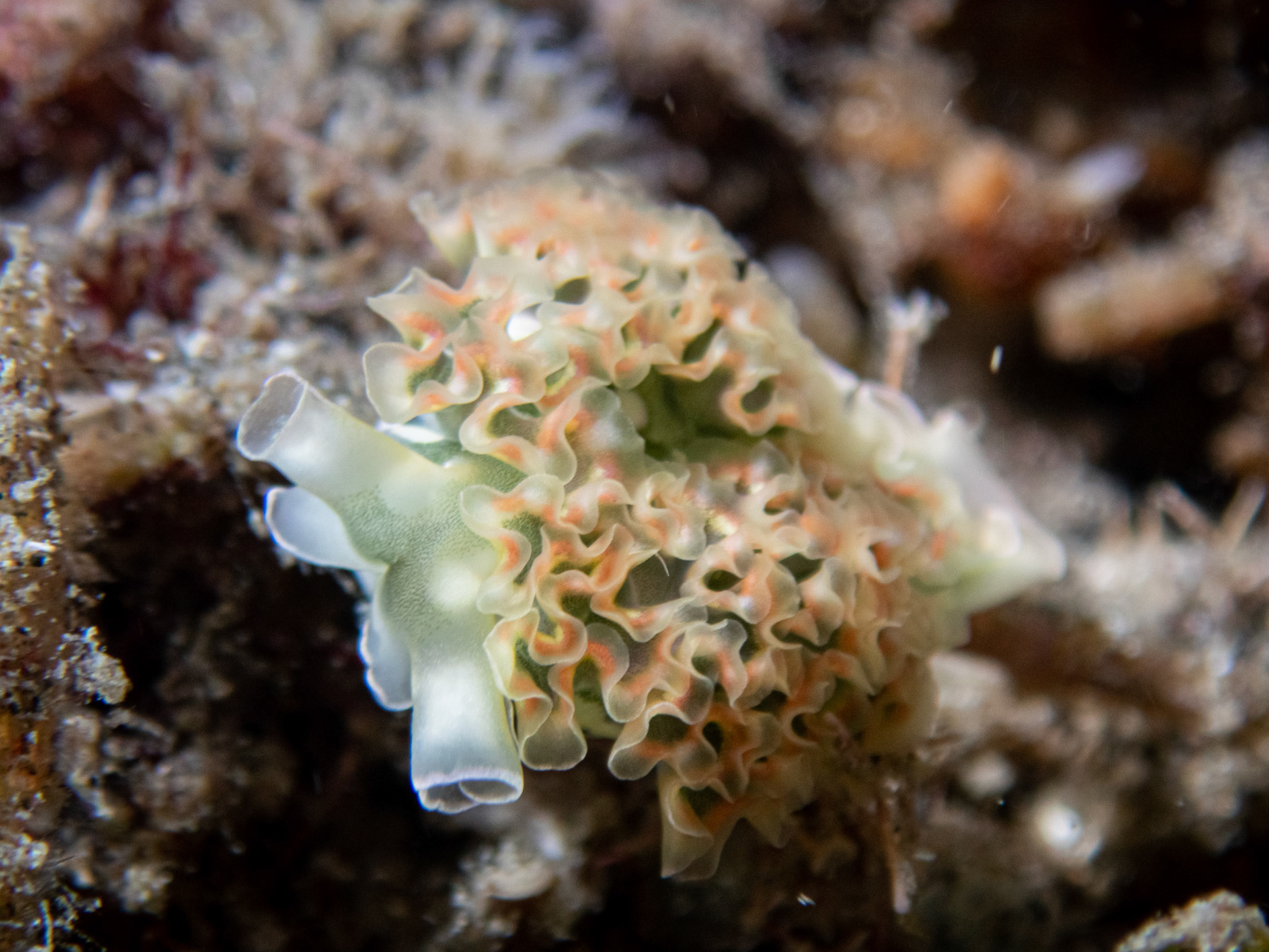 Elysie (Limace frisée)