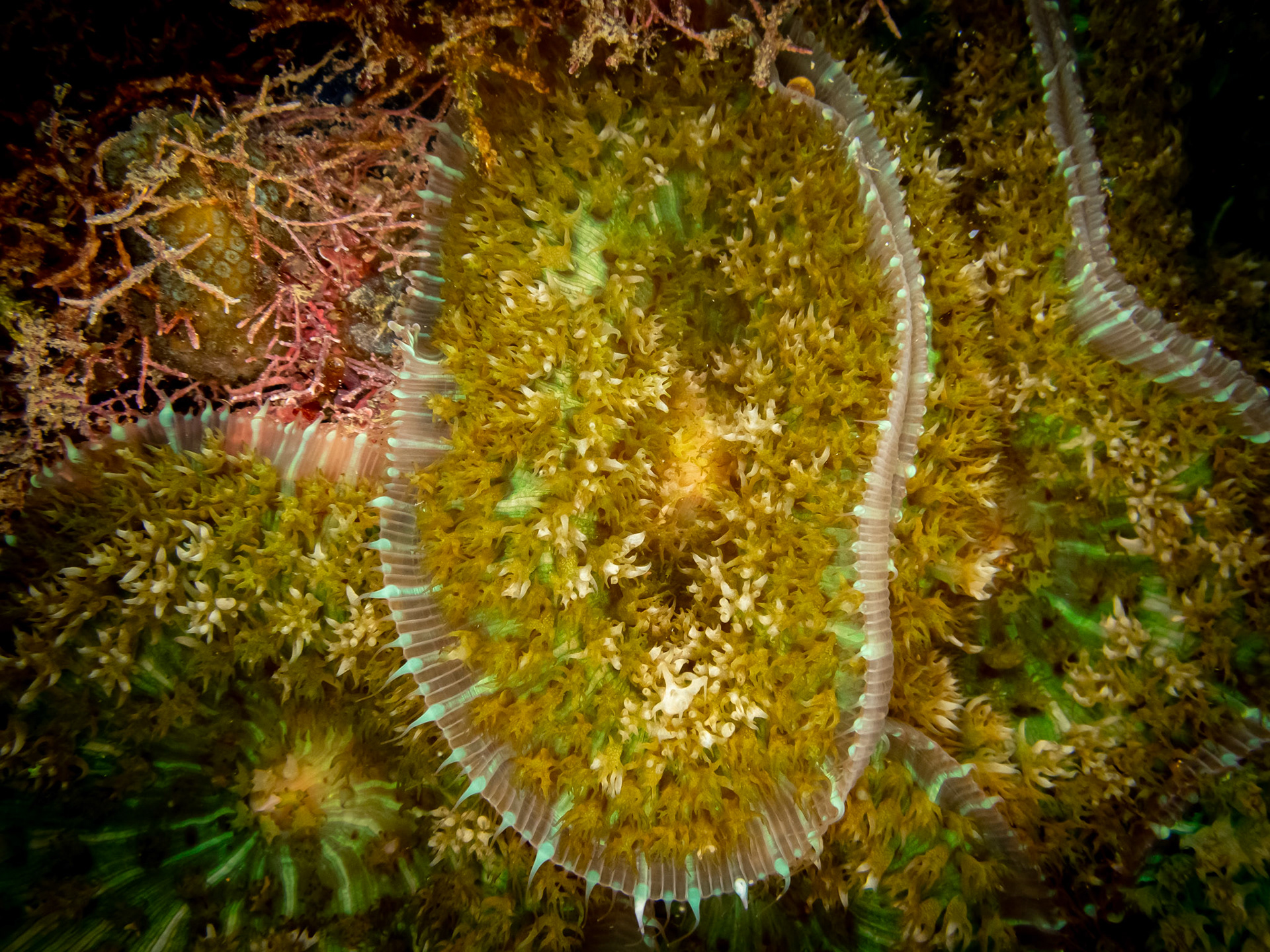 Corallimorphaire Verruqueux