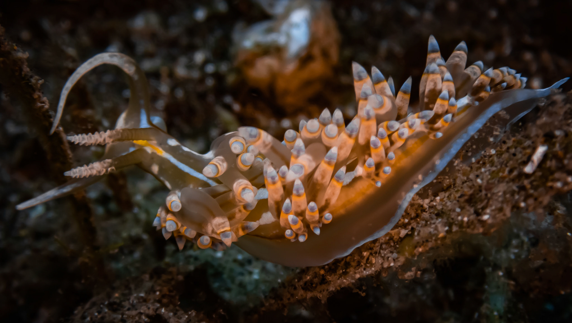 Nudibranche