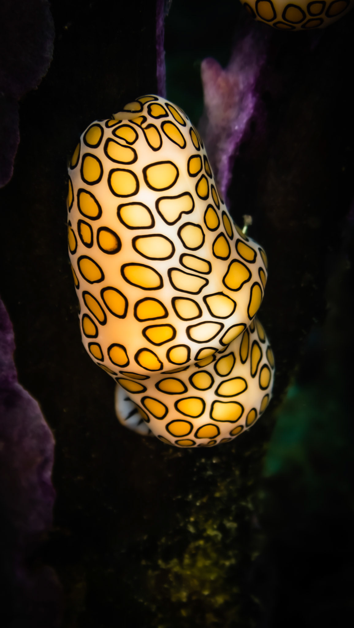 Monnaie Caraibe à Ocelles