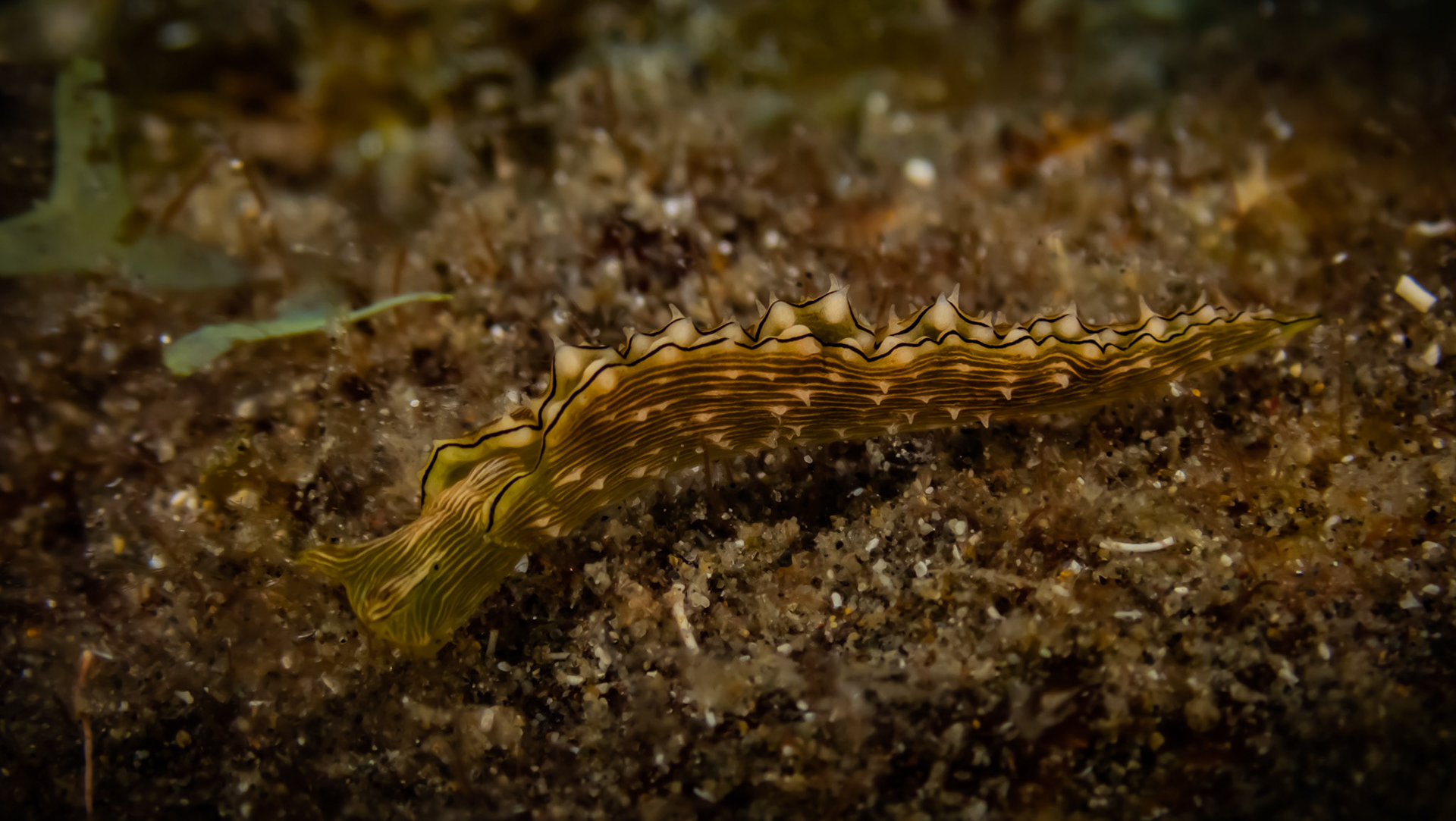 Limace suceuse de seve