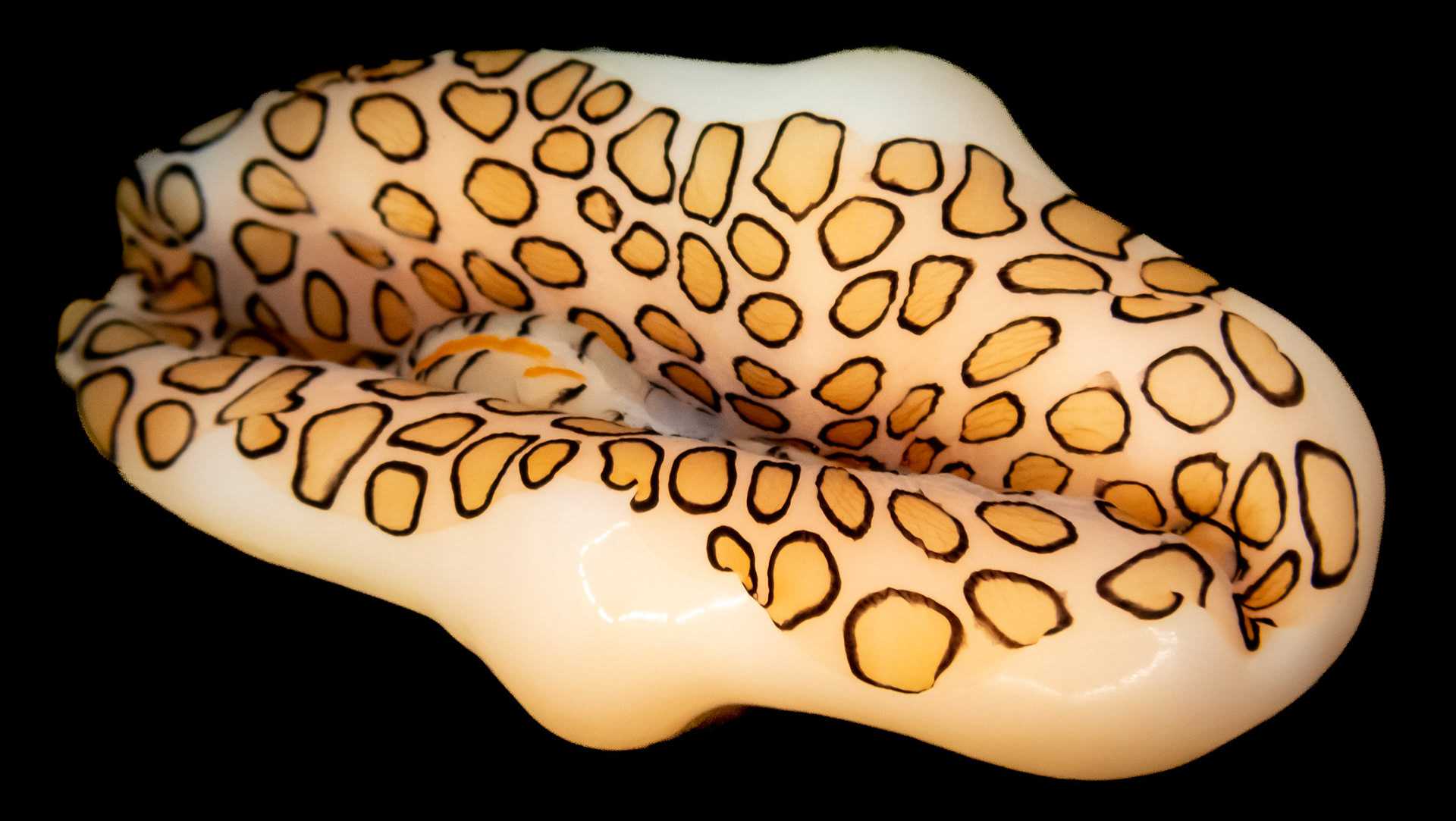 Monnaie Caraibe à Ocelles